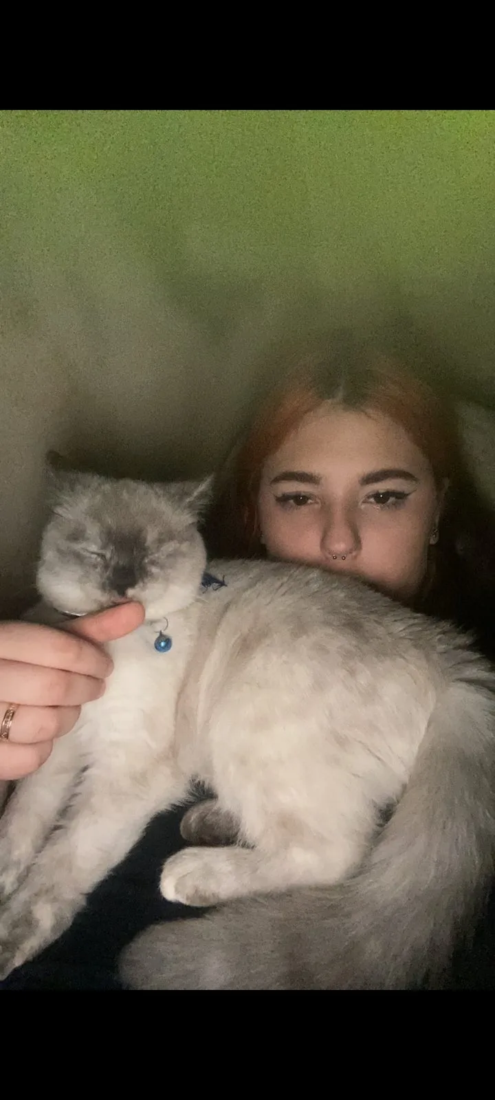 Пропала кошка в Пензе — фото питомца