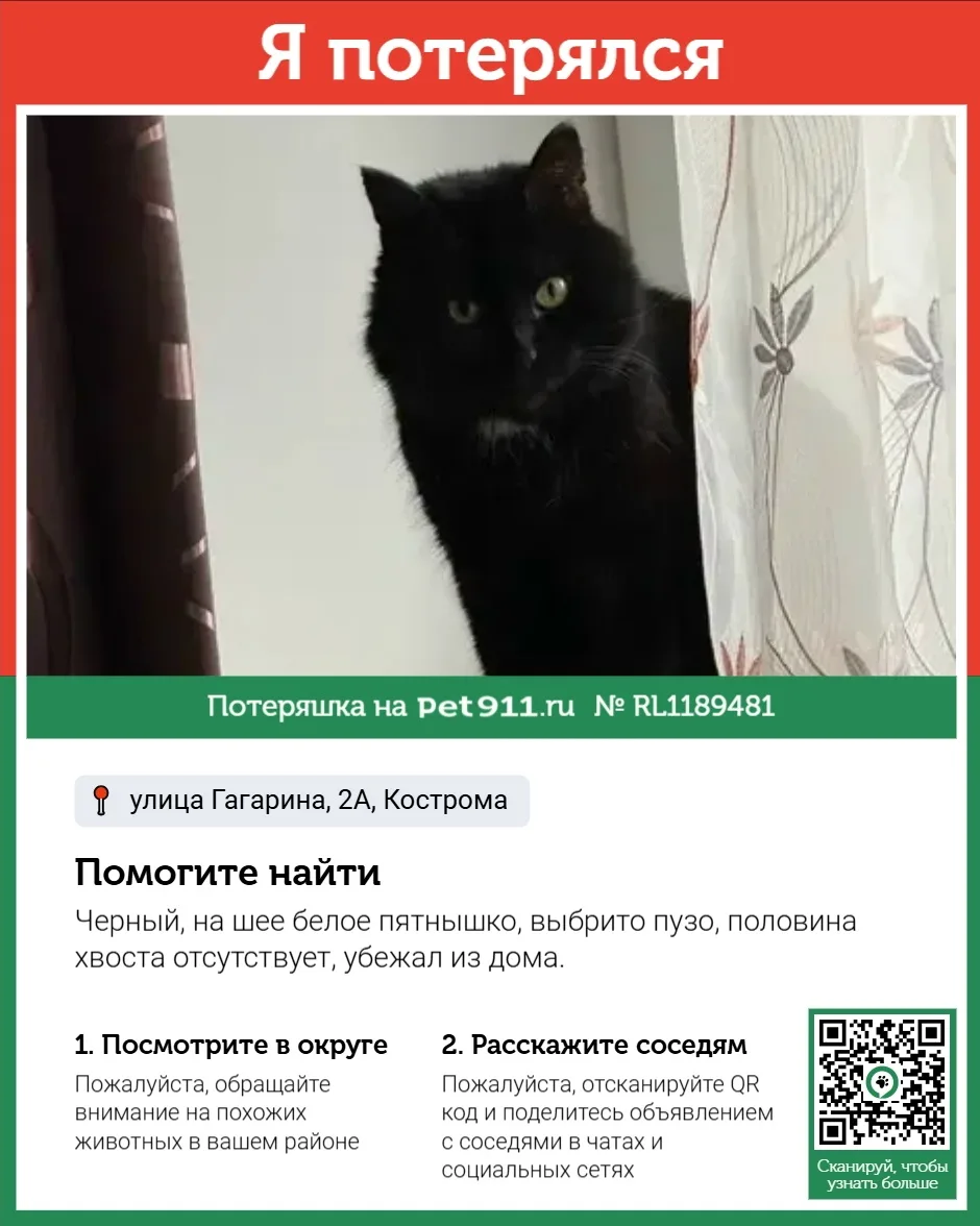 Найдена кошка в Костроме — фото питомца