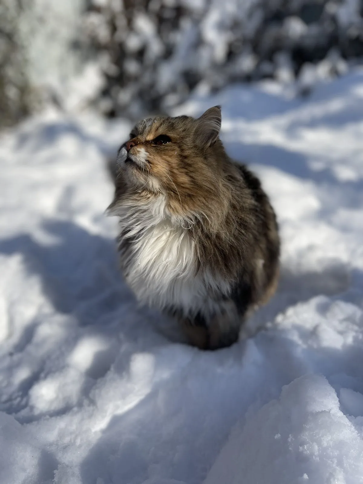 Пропала кошка в Краснодаре — фото питомца