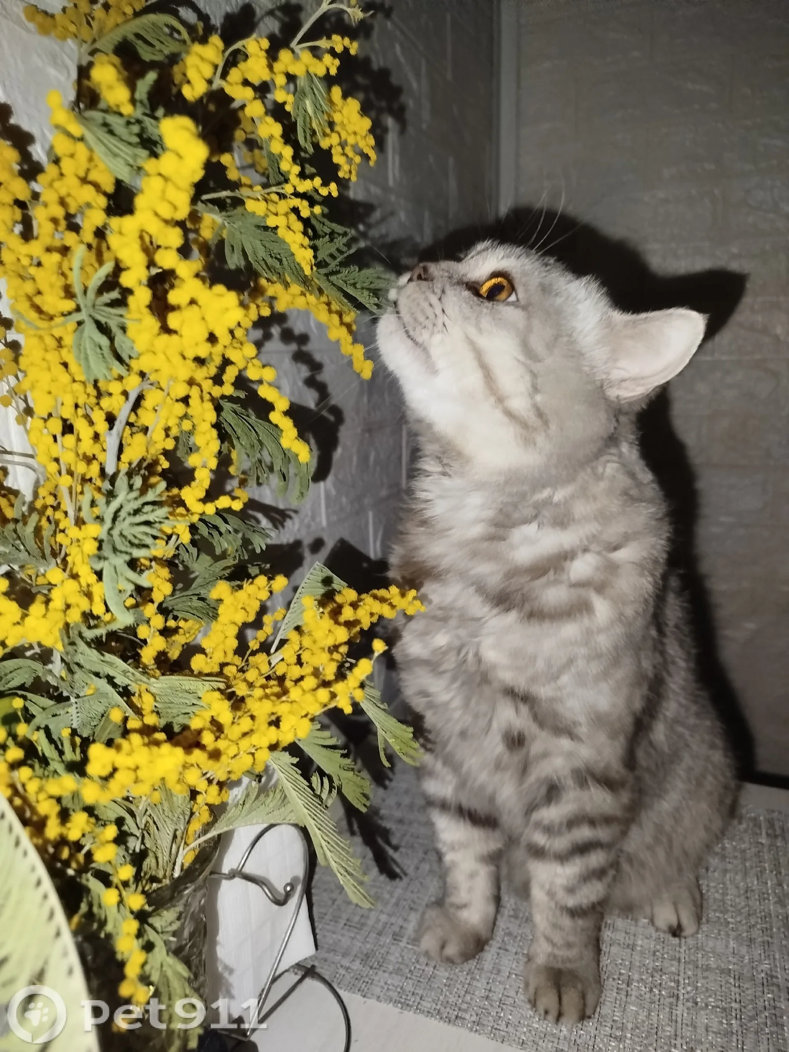 Найдена кошка в Пензе — фото питомца