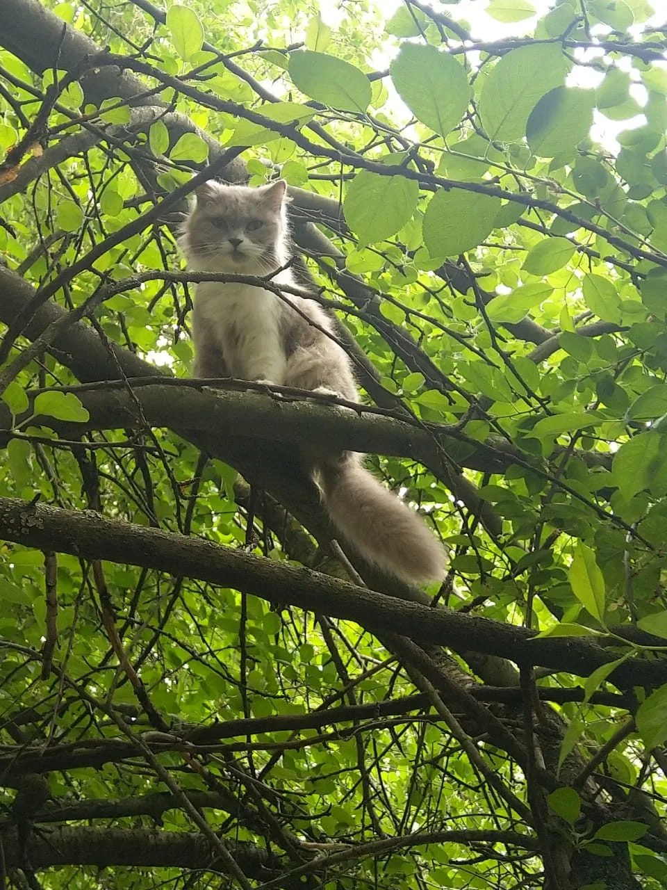 Найдена кошка в Курске — фото питомца