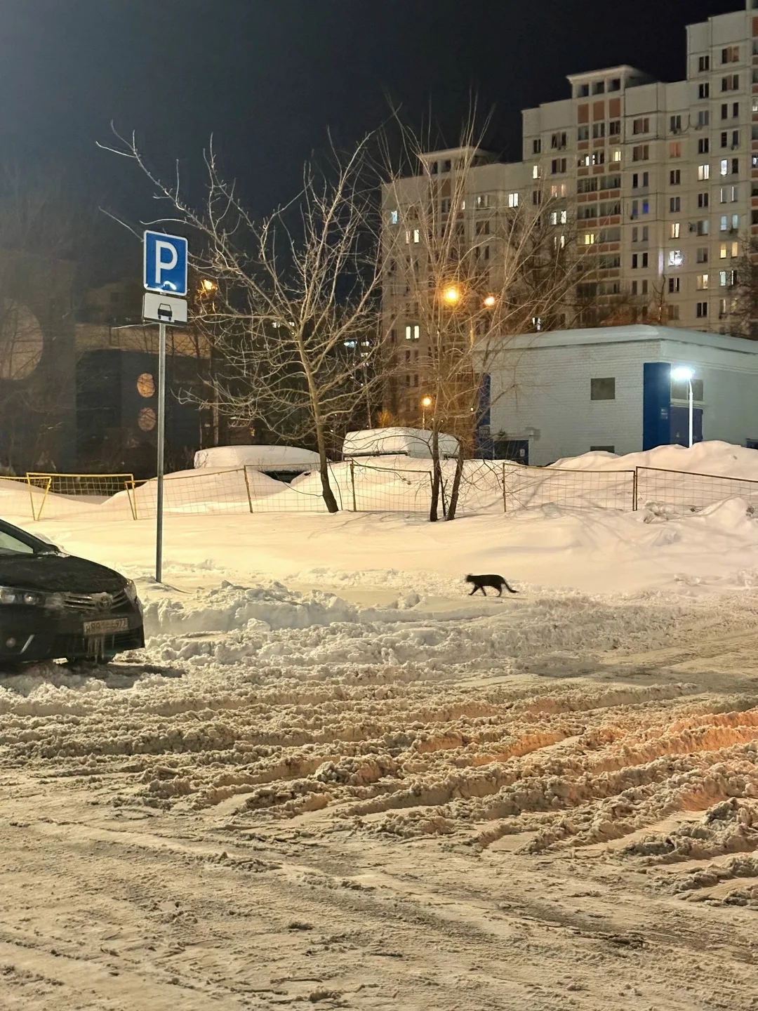 Пропала кошка в Зеленограде — фото питомца