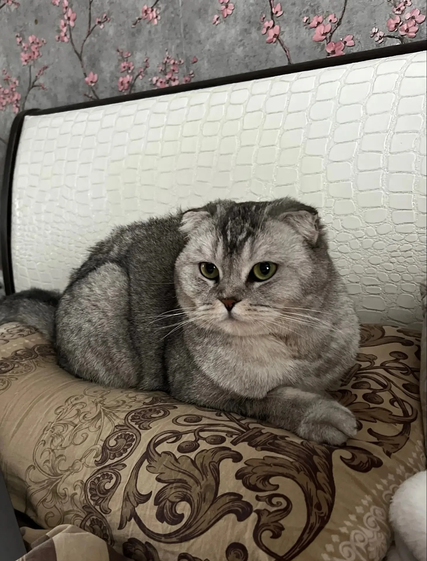 Найдена кошка в Саранске — фото питомца