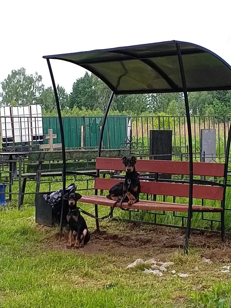 Пропала собака в Клине — фото питомца