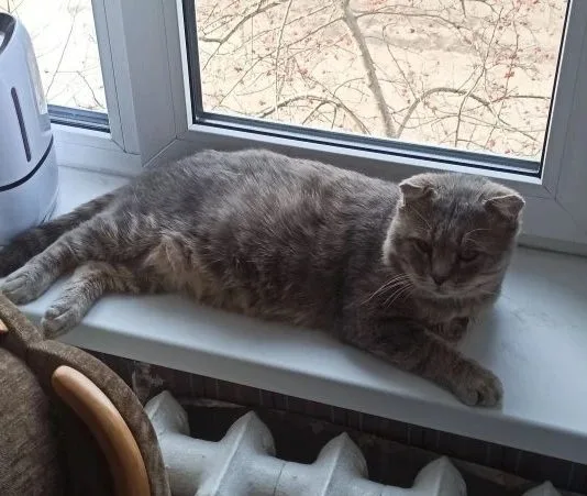 Пропала кошка в Уфе — фото питомца