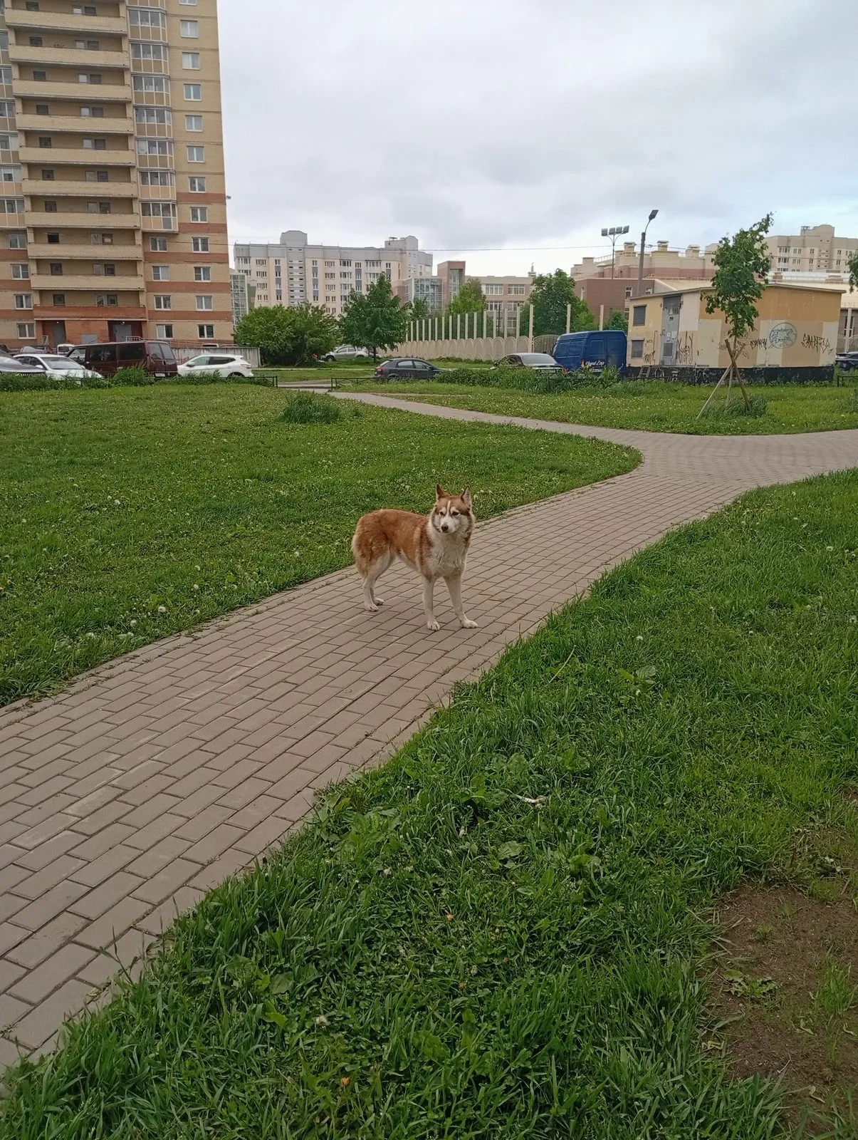 Найдена собака в Санкт-Петербурге — фото питомца