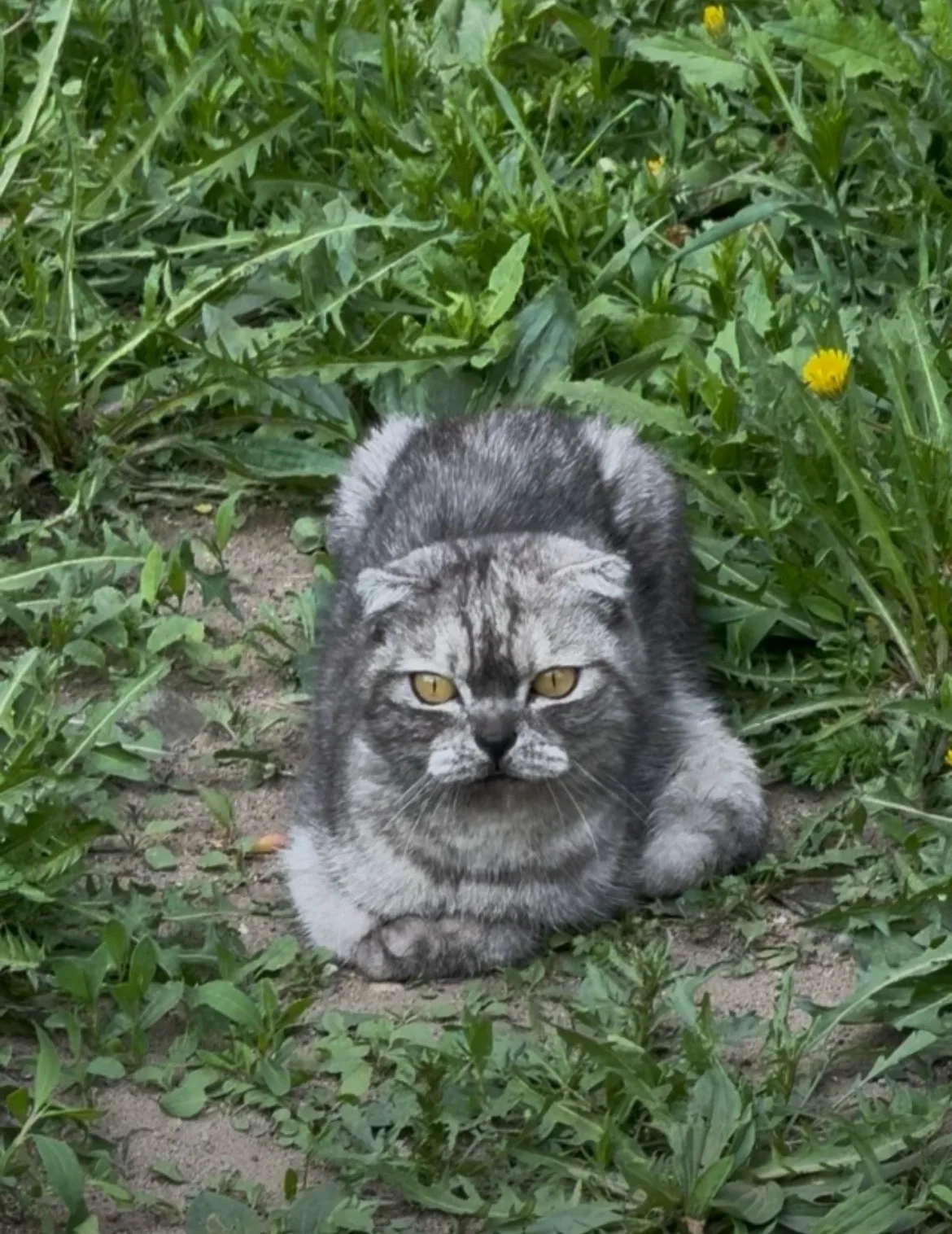 Найдена кошка в Чите — фото питомца