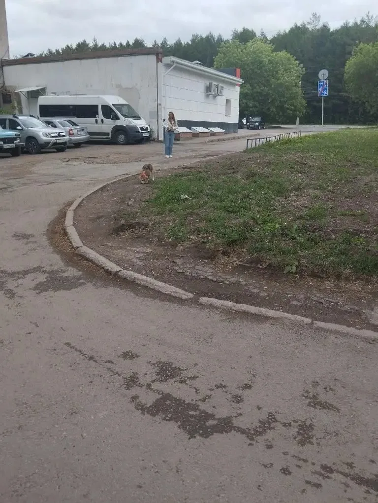 Найдена собака в Уфе — фото питомца