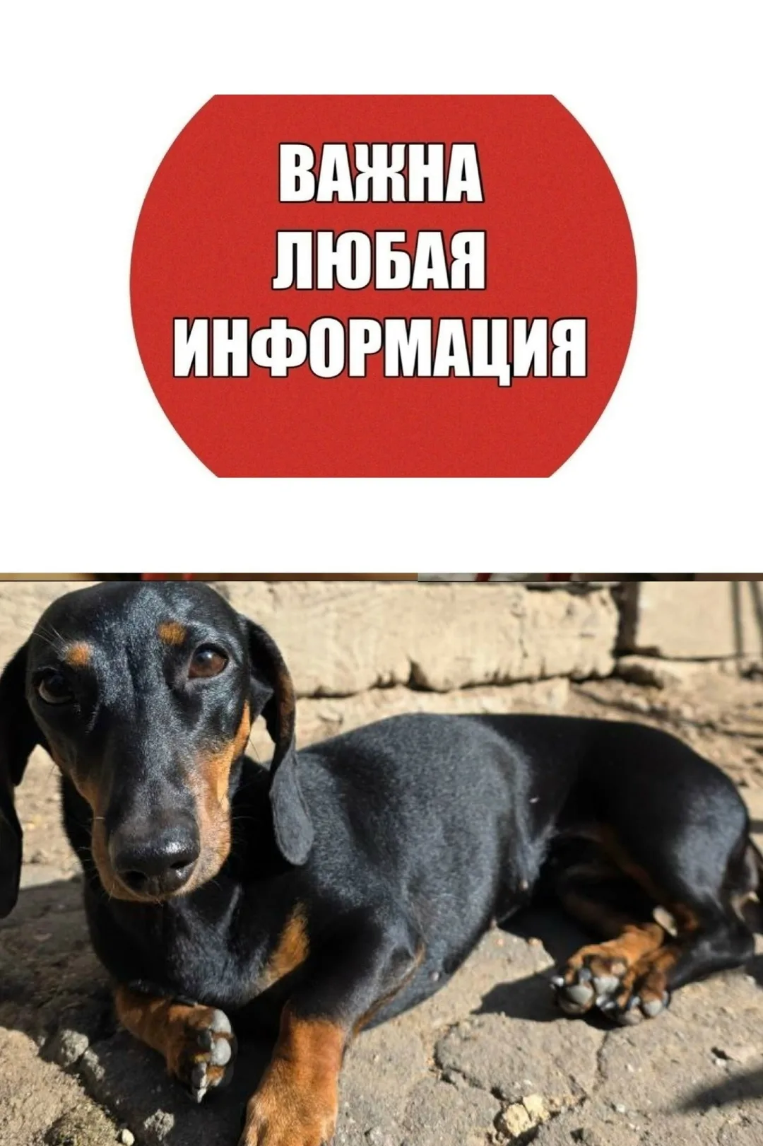 Найдена собака в Зеленограде — фото питомца