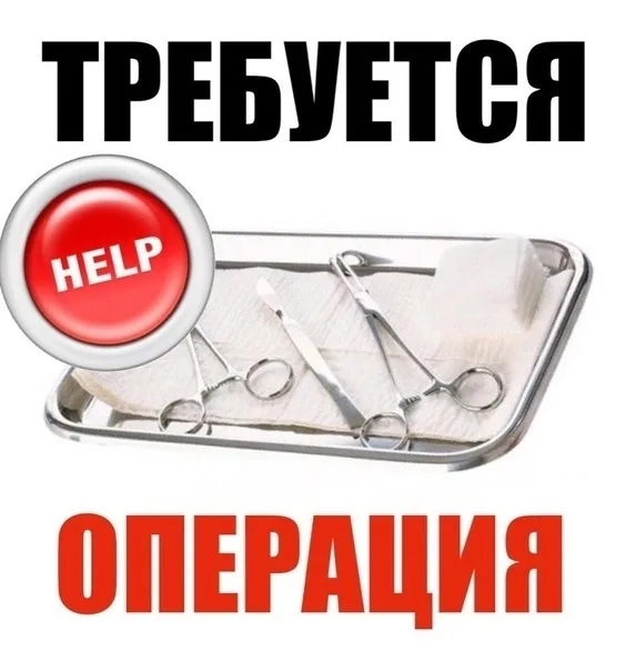 Найдена собака в Нижнекамске — фото питомца