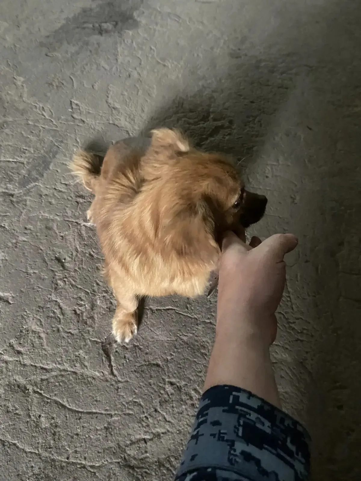 Найдена собака в Воронеже — фото питомца