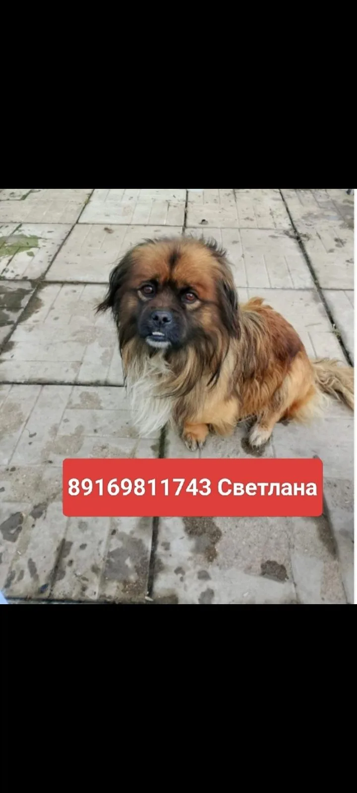 Пропала собака в Домодедове — фото питомца