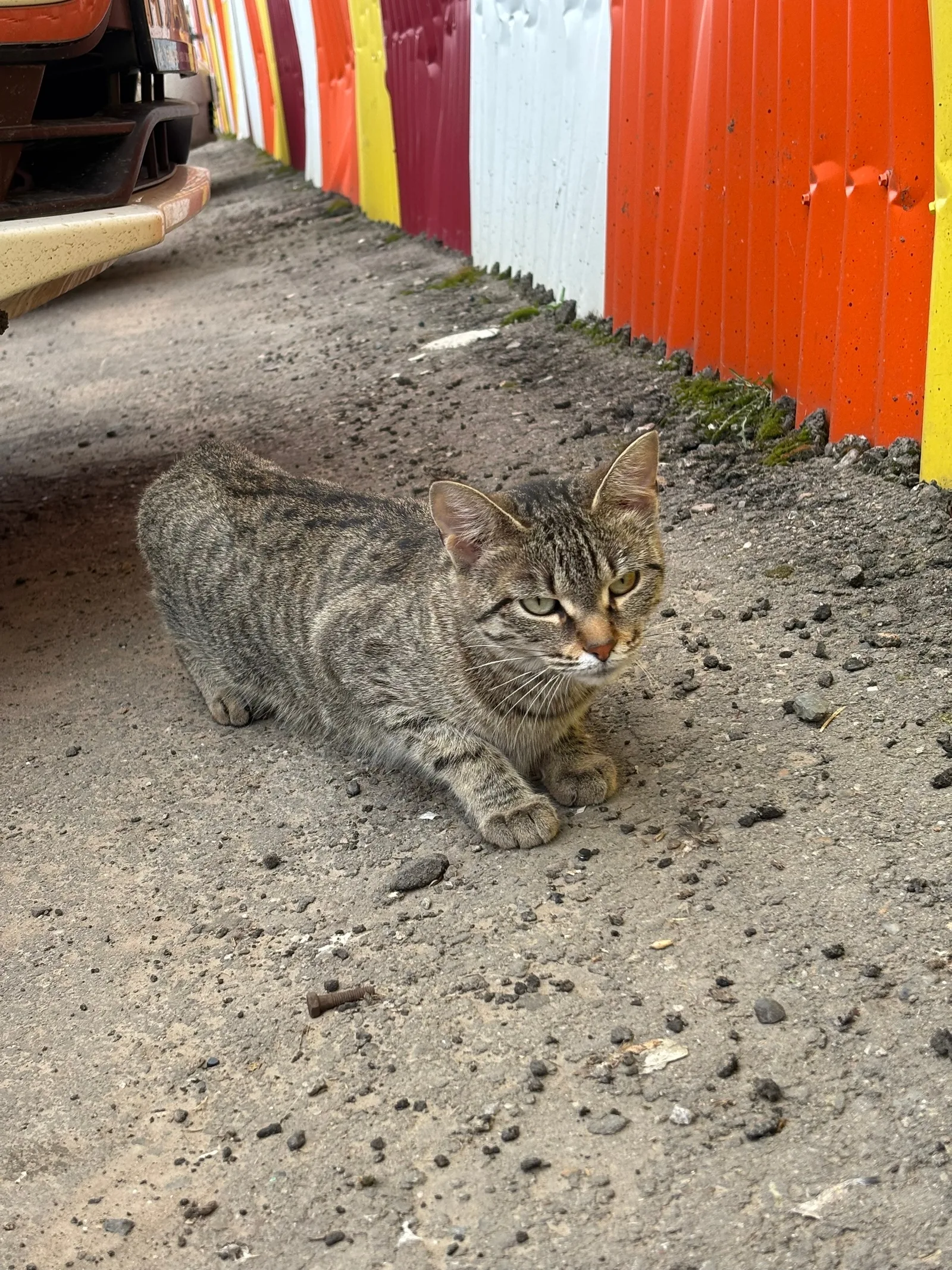 Найдена кошка в Иркутске — фото питомца