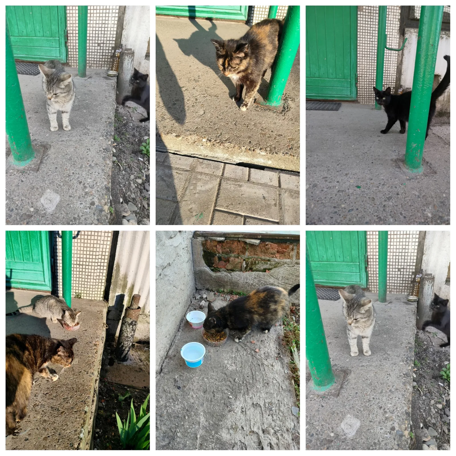 Найдена кошка в Вологде — фото питомца