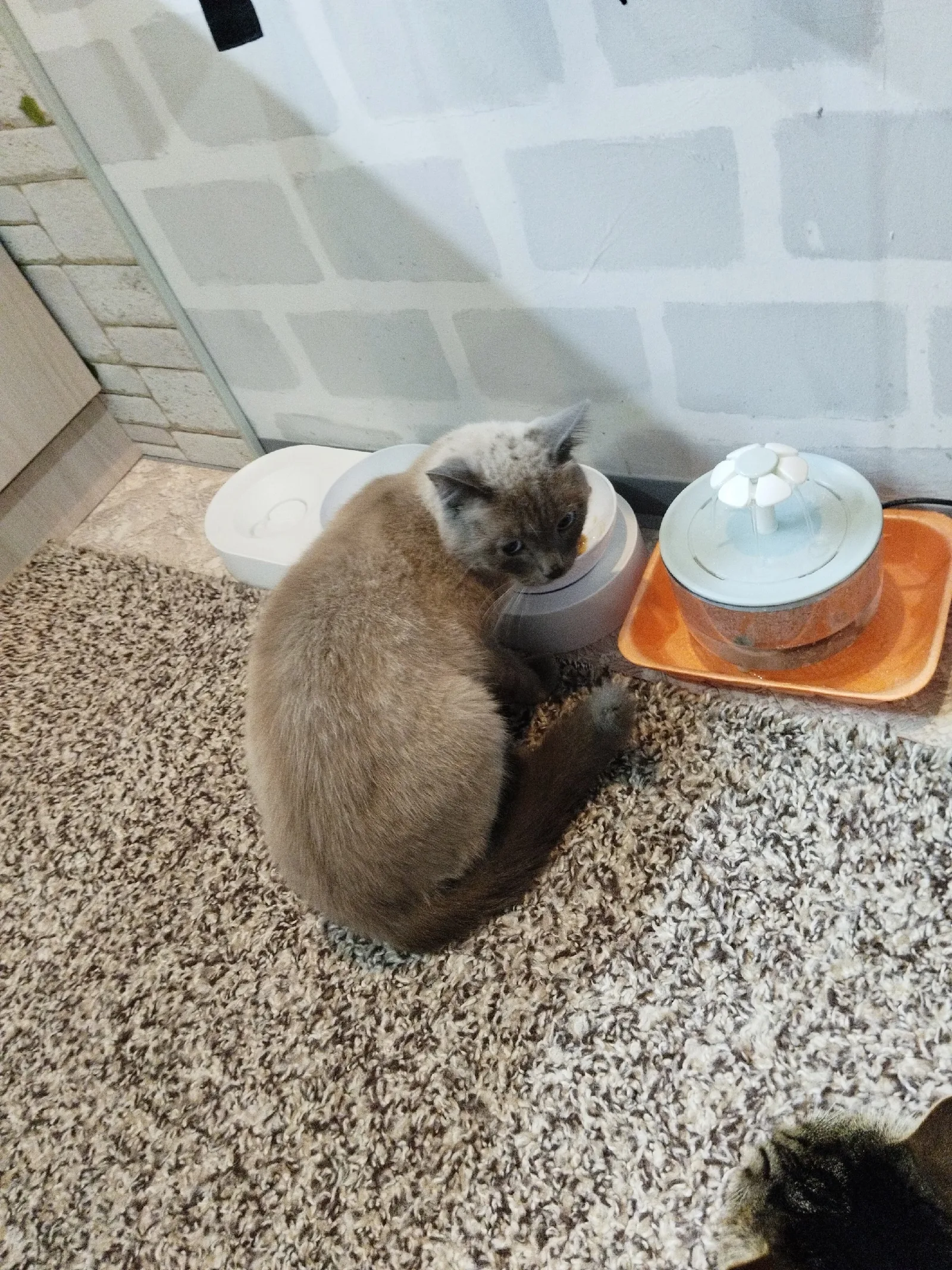 Найдена кошка в Красноярске — фото питомца