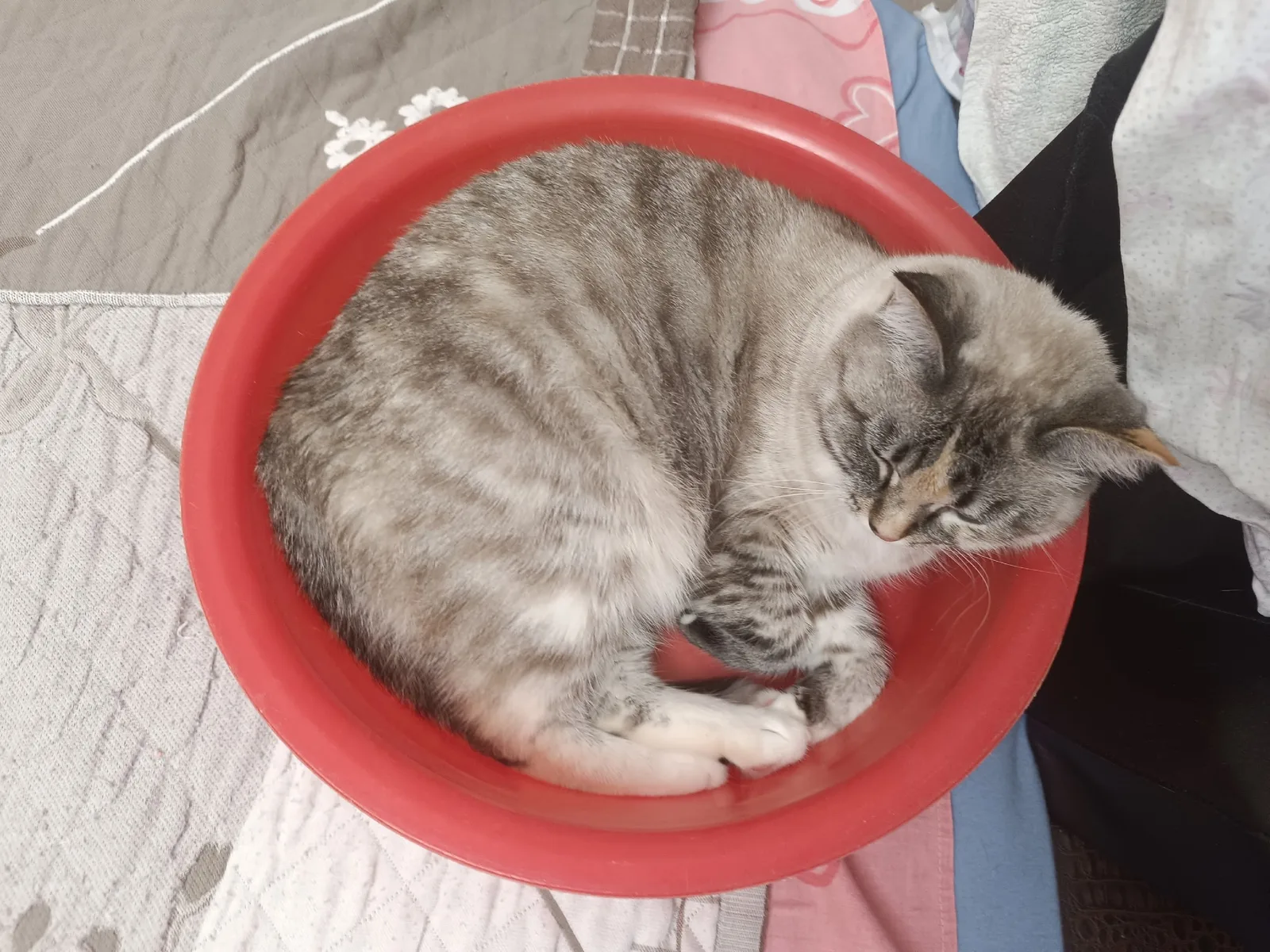 Найдена кошка в Сургуте — фото питомца