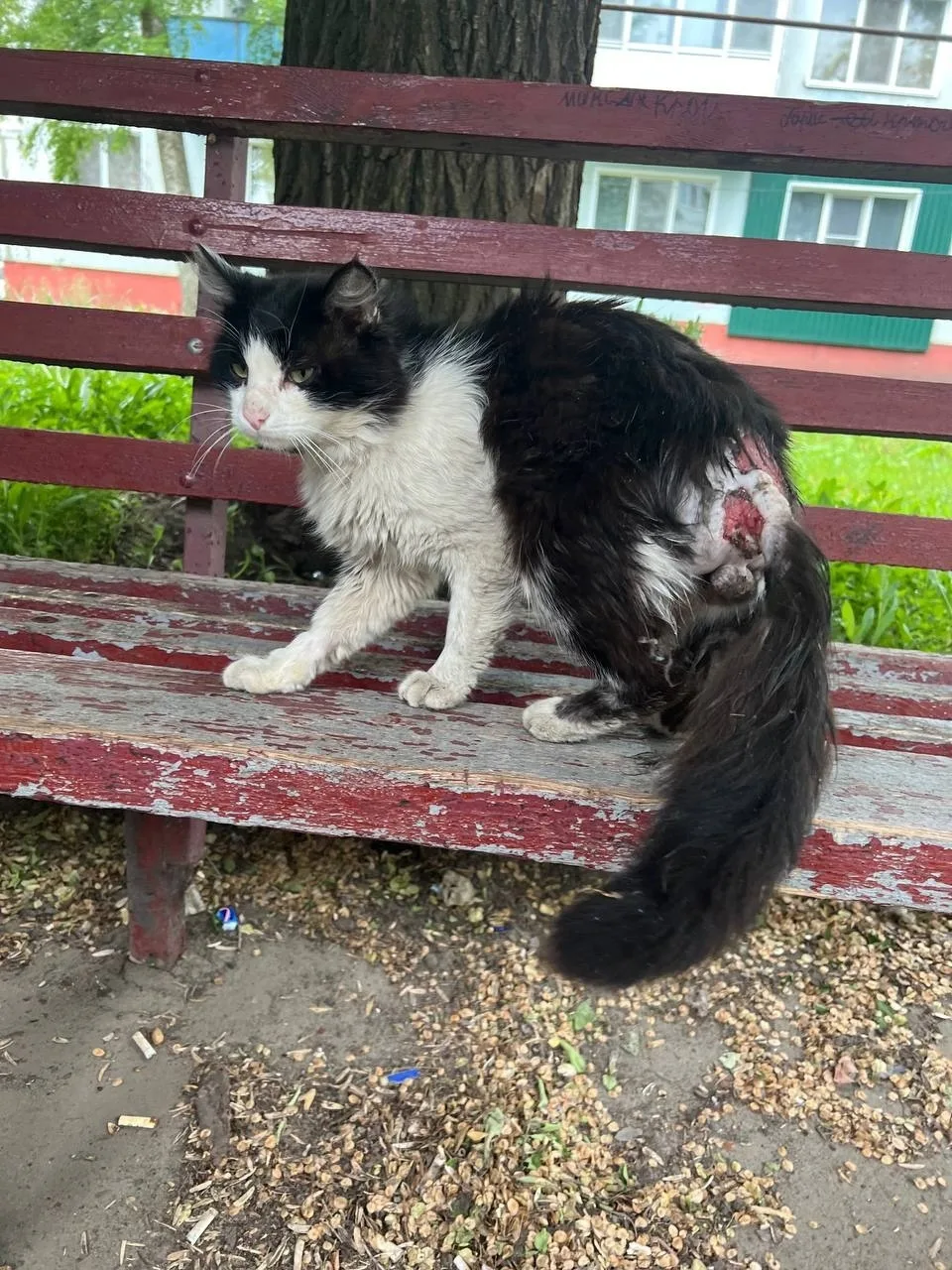 Найдена кошка в Энгельсе — фото питомца