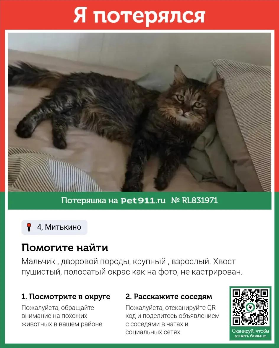Найдена кошка в Видном — фото питомца