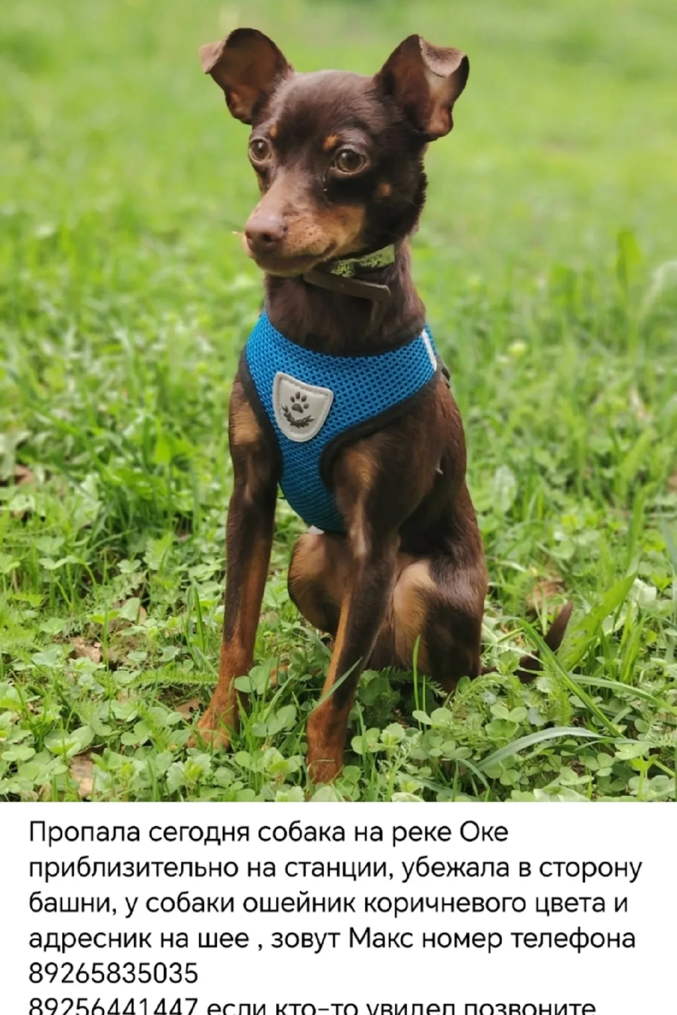 Найдена собака в Ступине — фото питомца