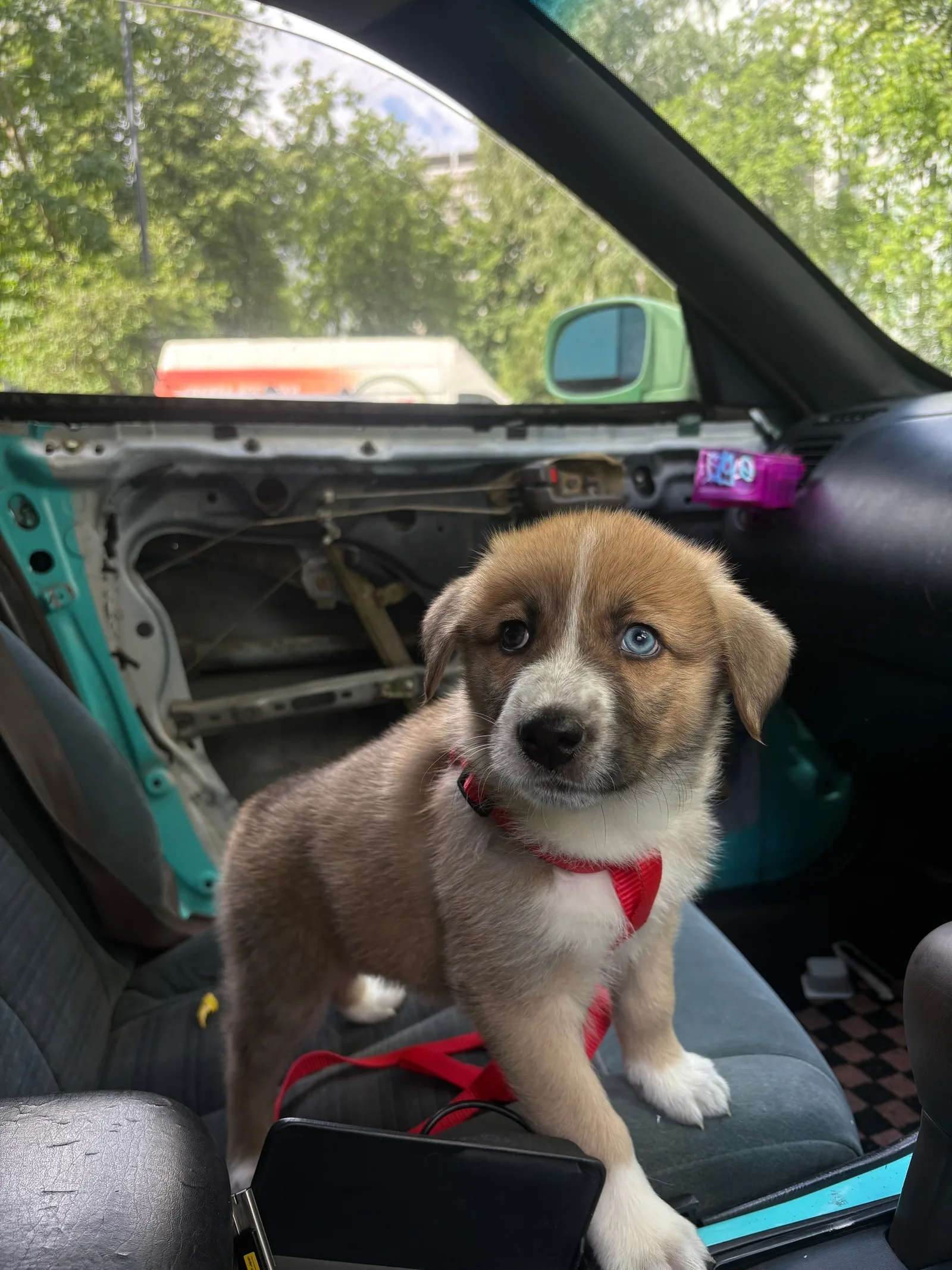 Объявление о питомце в Красногорске — фото питомца