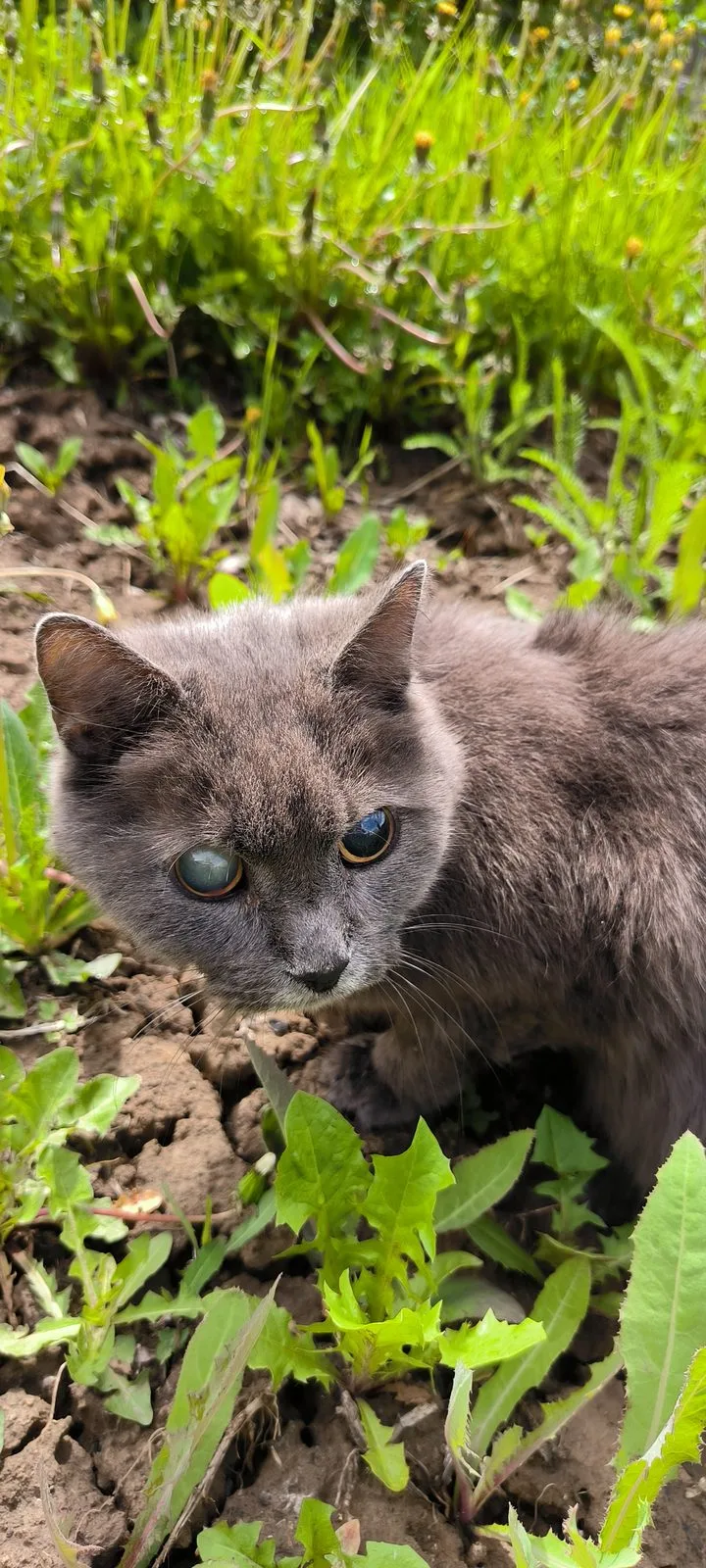 Найдена кошка в Иркутске — фото питомца