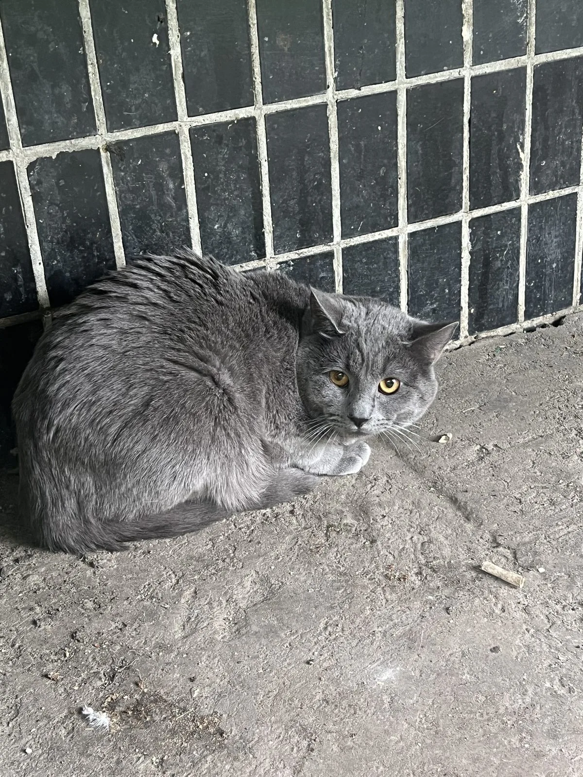 Найдена кошка в Москве — фото питомца