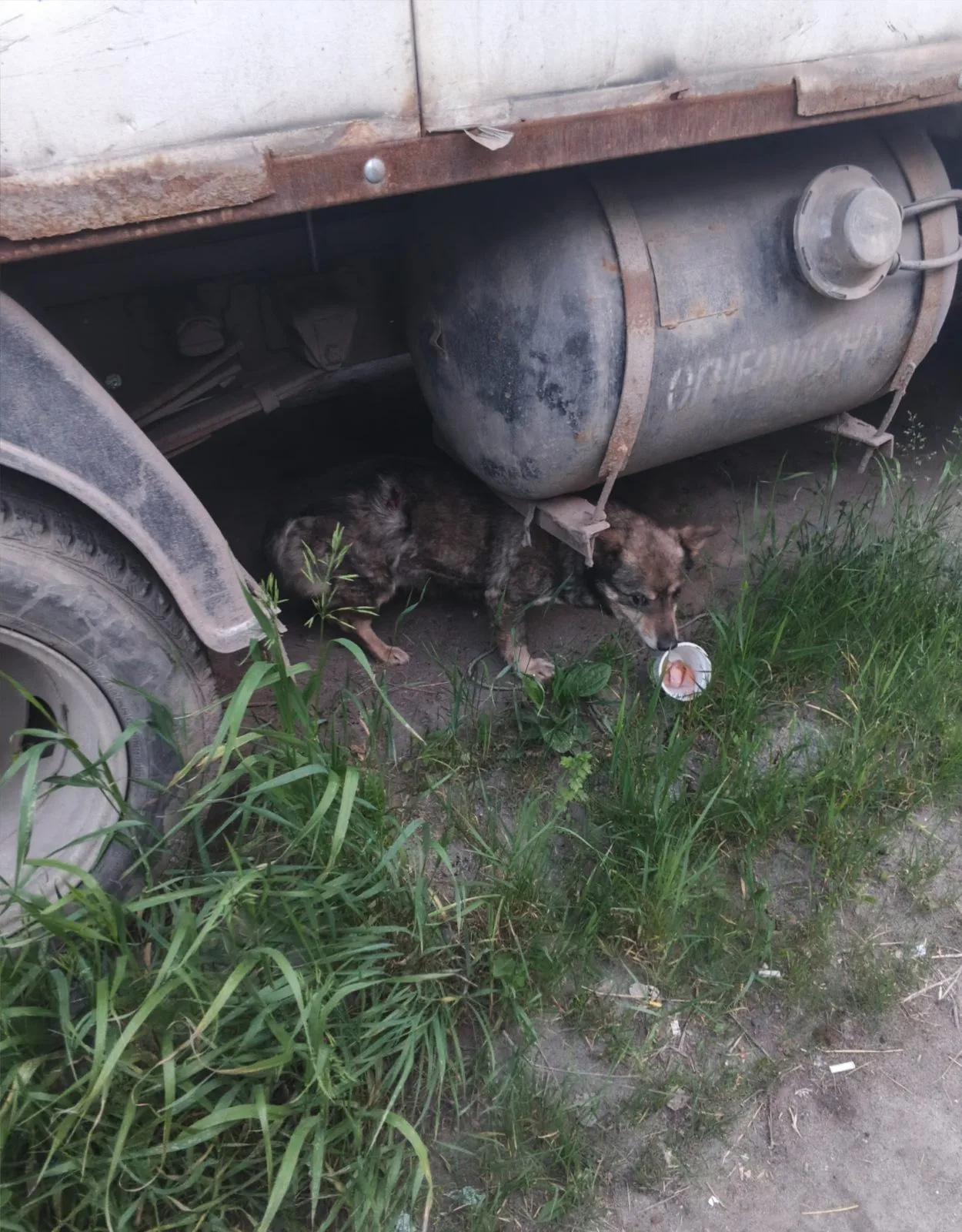 Найдена собака в Челябинске — фото питомца