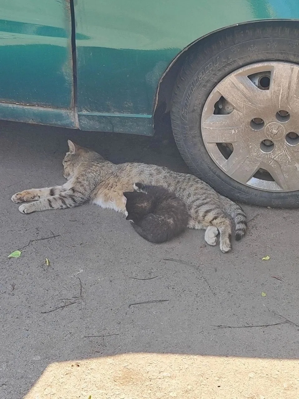 Найдена кошка в Подольске — фото питомца