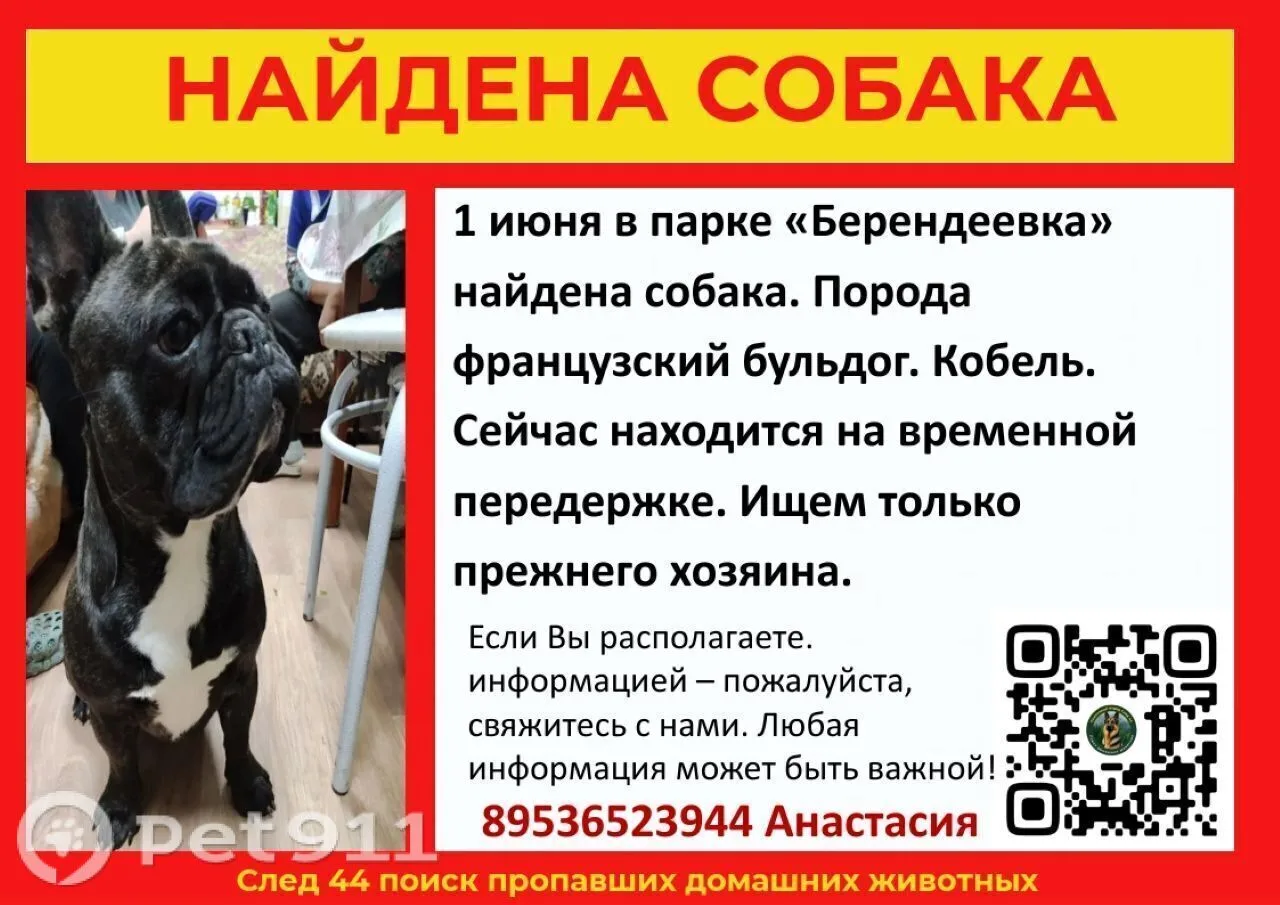 Найдена собака в Костроме — фото питомца