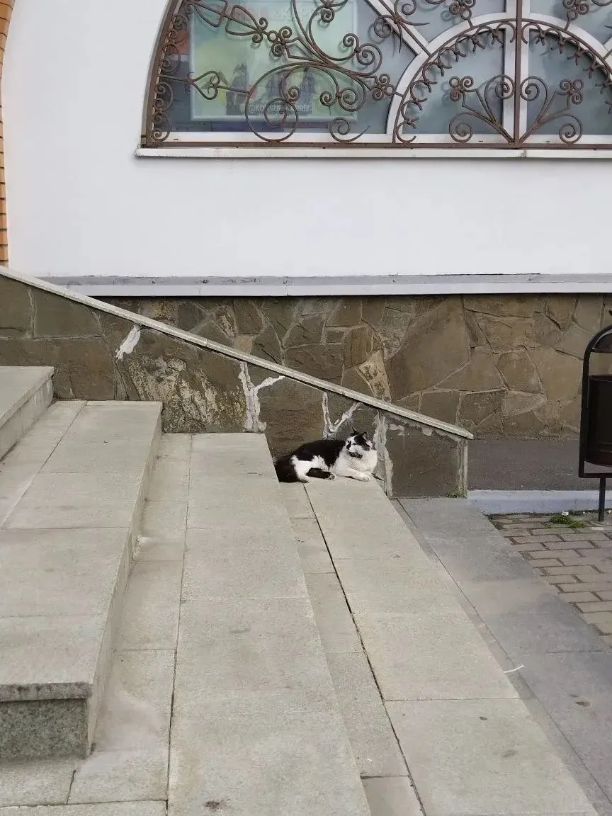 Найдена кошка в Красногорске — фото питомца