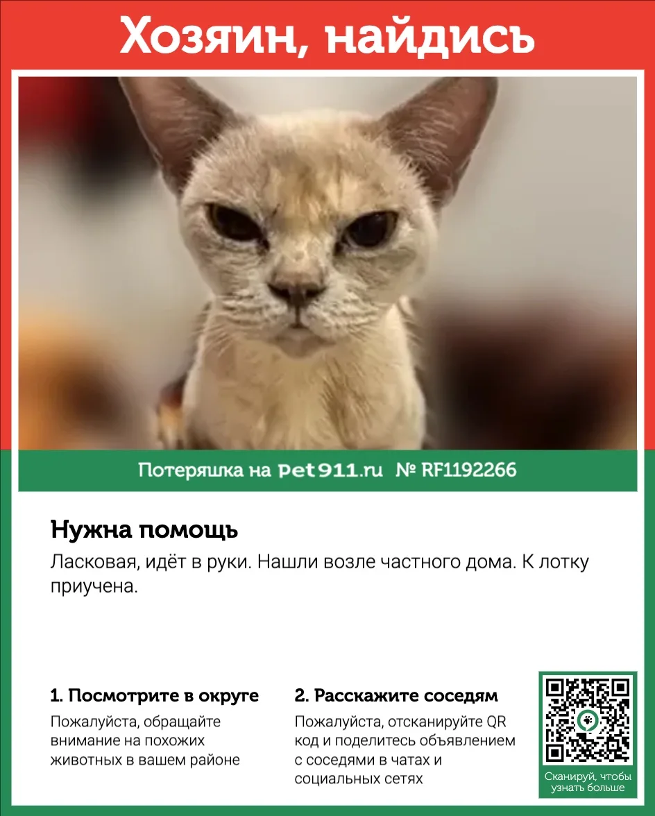 Найдена кошка в Балакове — фото питомца