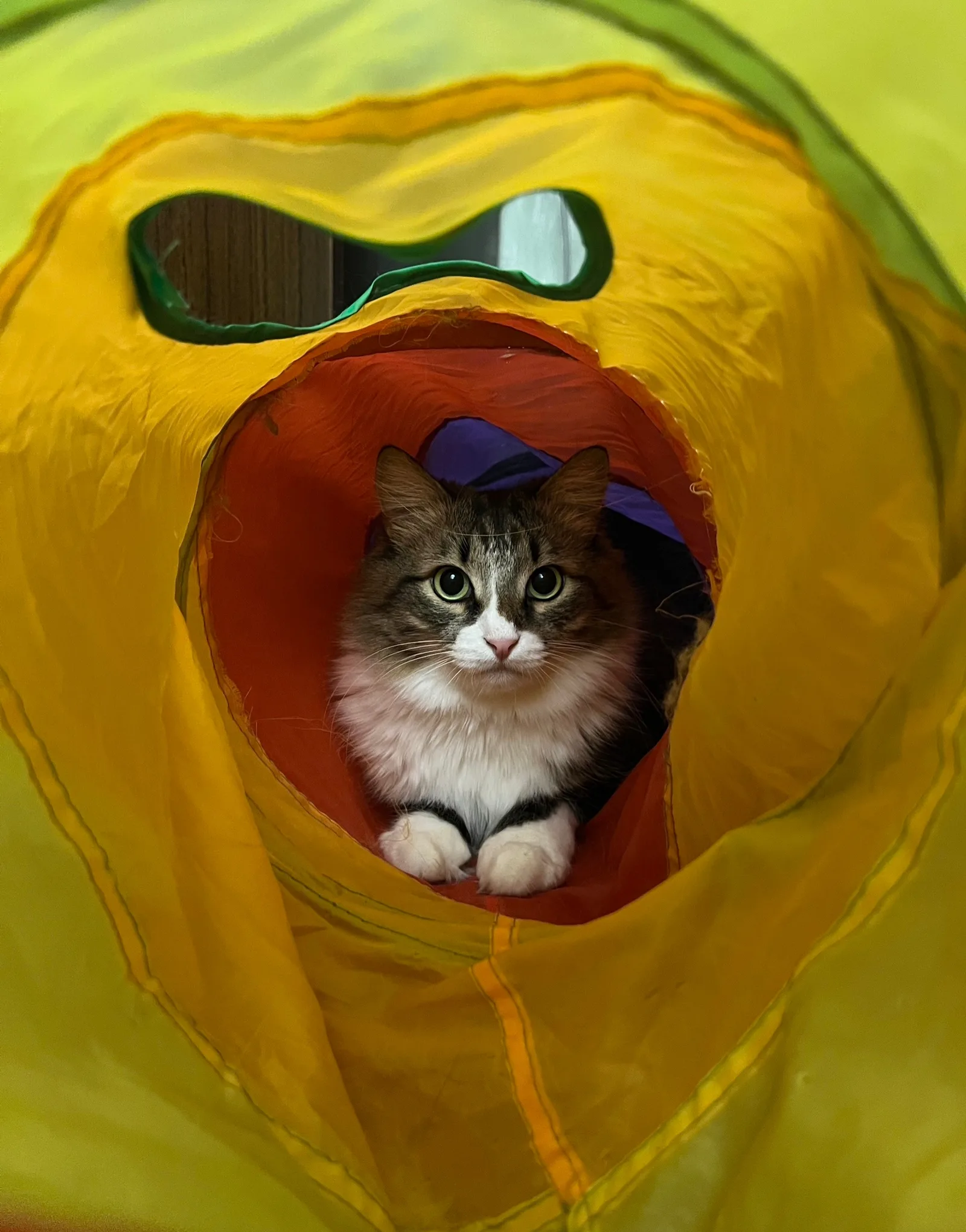 Найдена кошка в Кирове — фото питомца