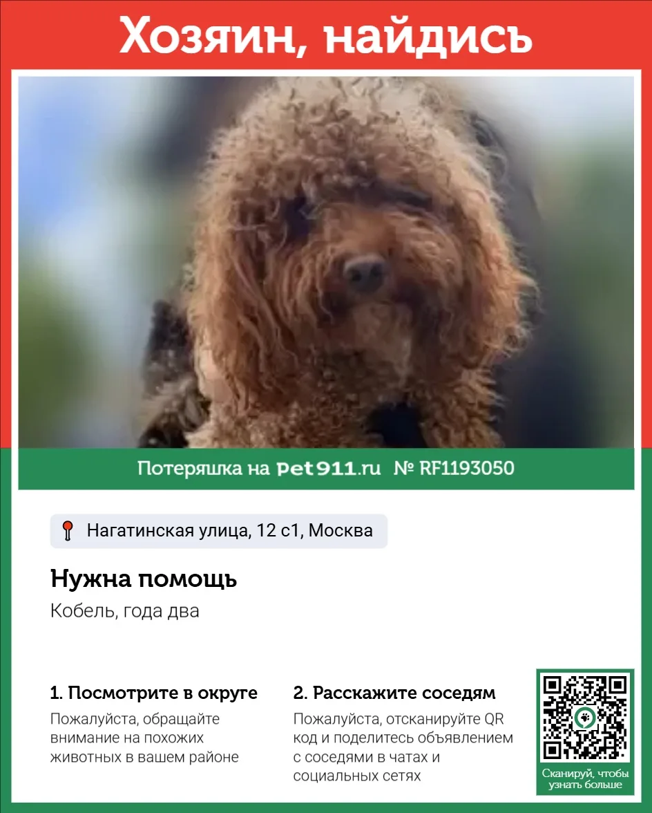 Найдена собака в Реутове — фото питомца