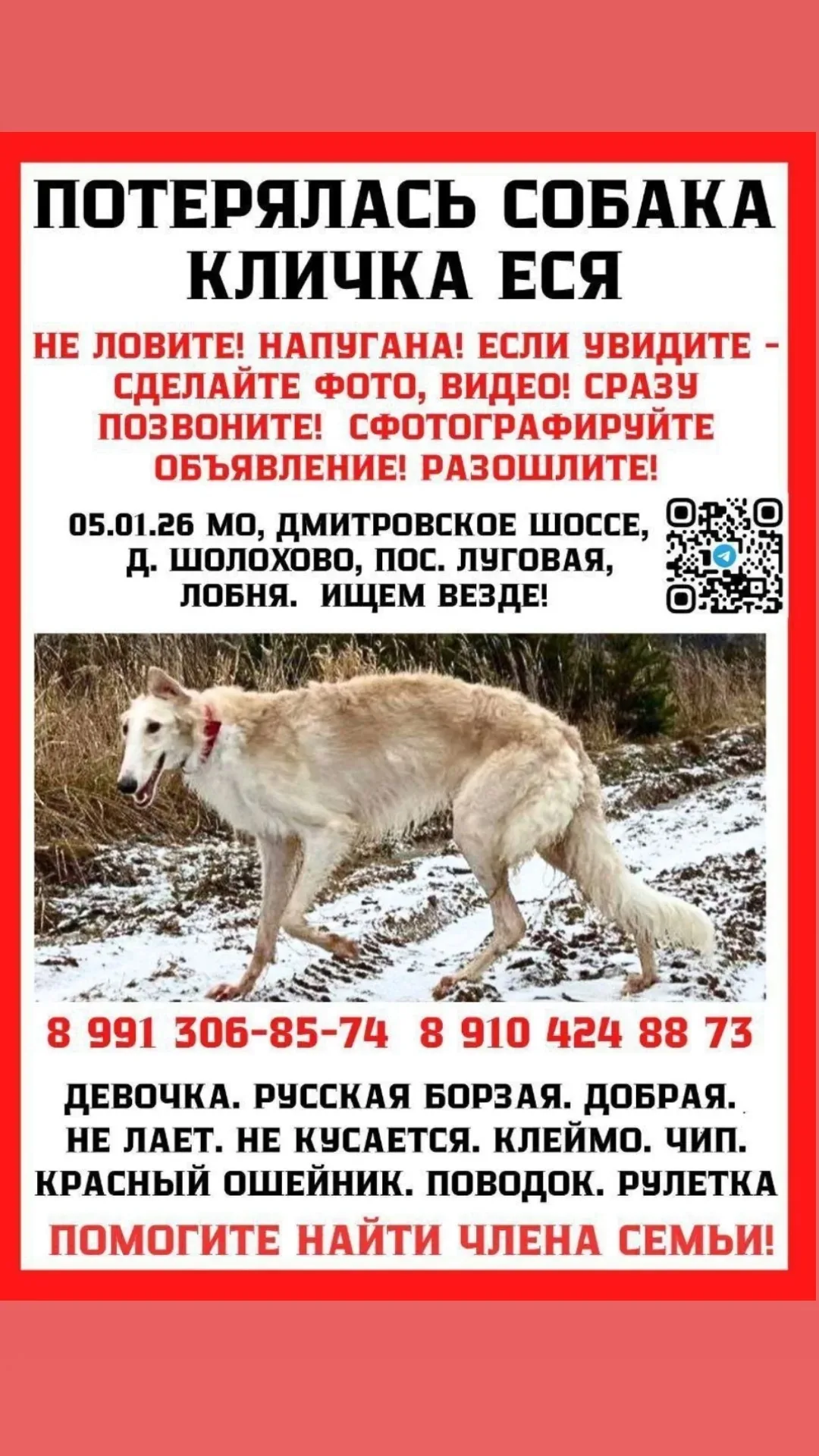 Пропала собака в Зеленограде — фото питомца