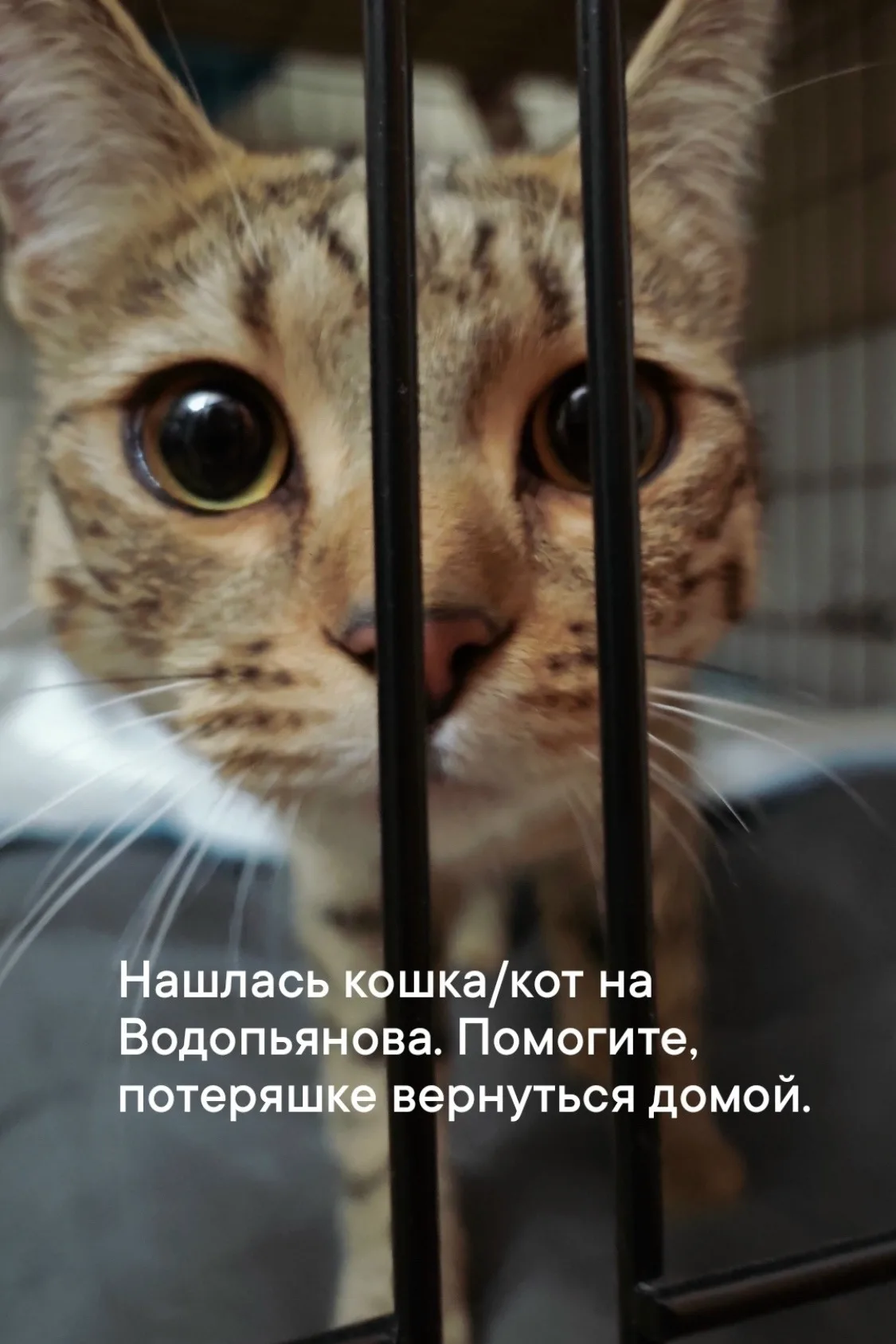 Найдена кошка в Красноярске — фото питомца