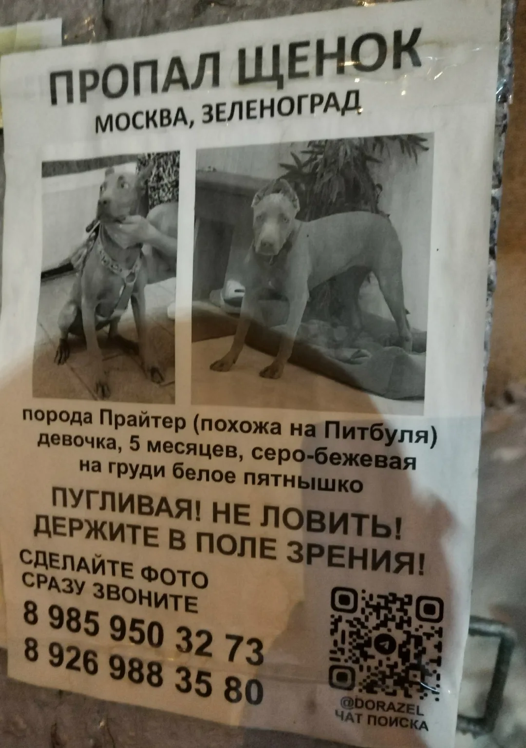 Пропала собака в Зеленограде — фото питомца