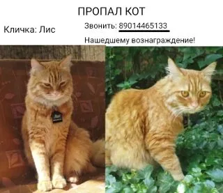 Пропала кошка в Ростове-на-Дону — фото питомца