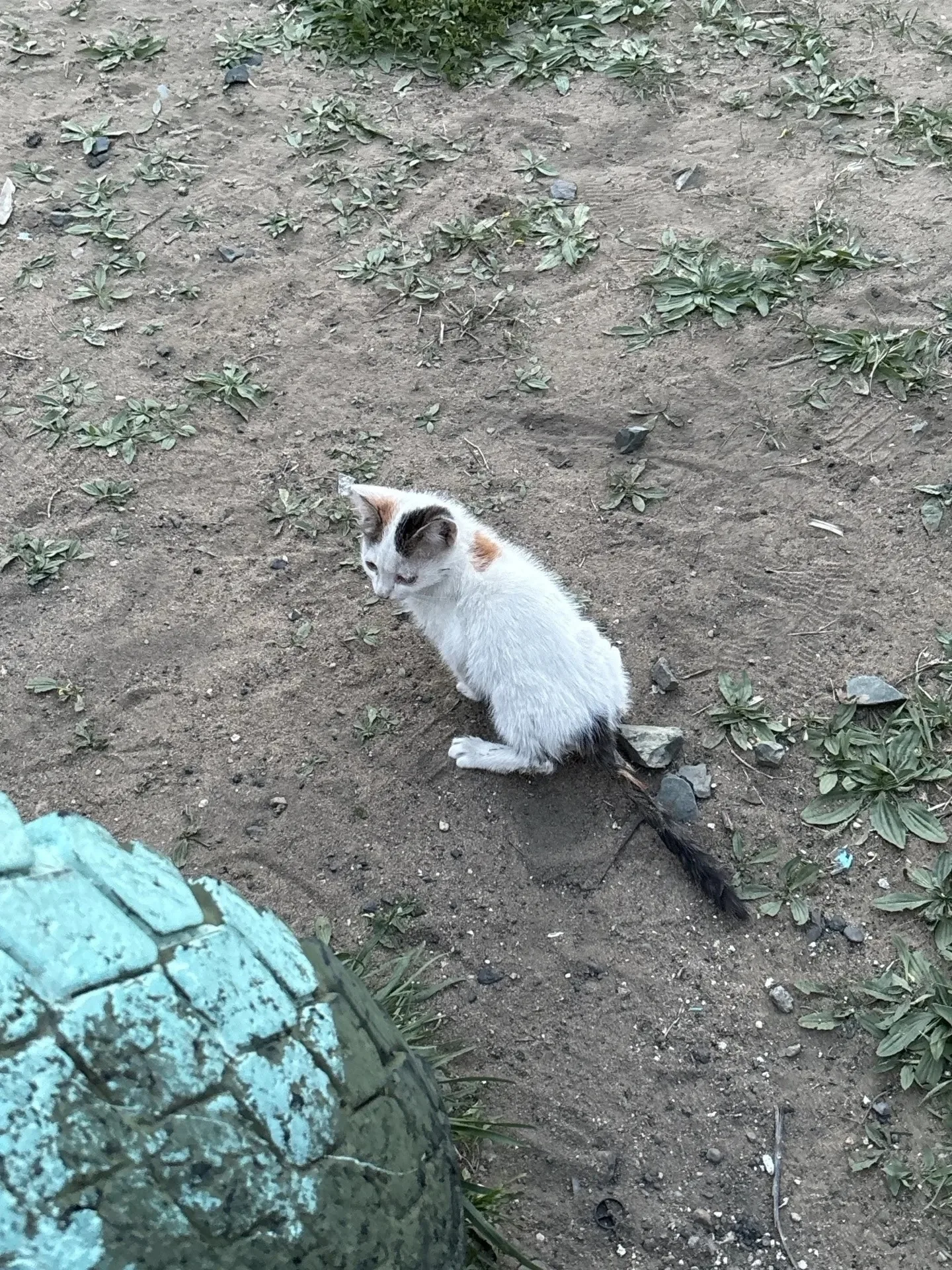 Найдена кошка в Чите — фото питомца