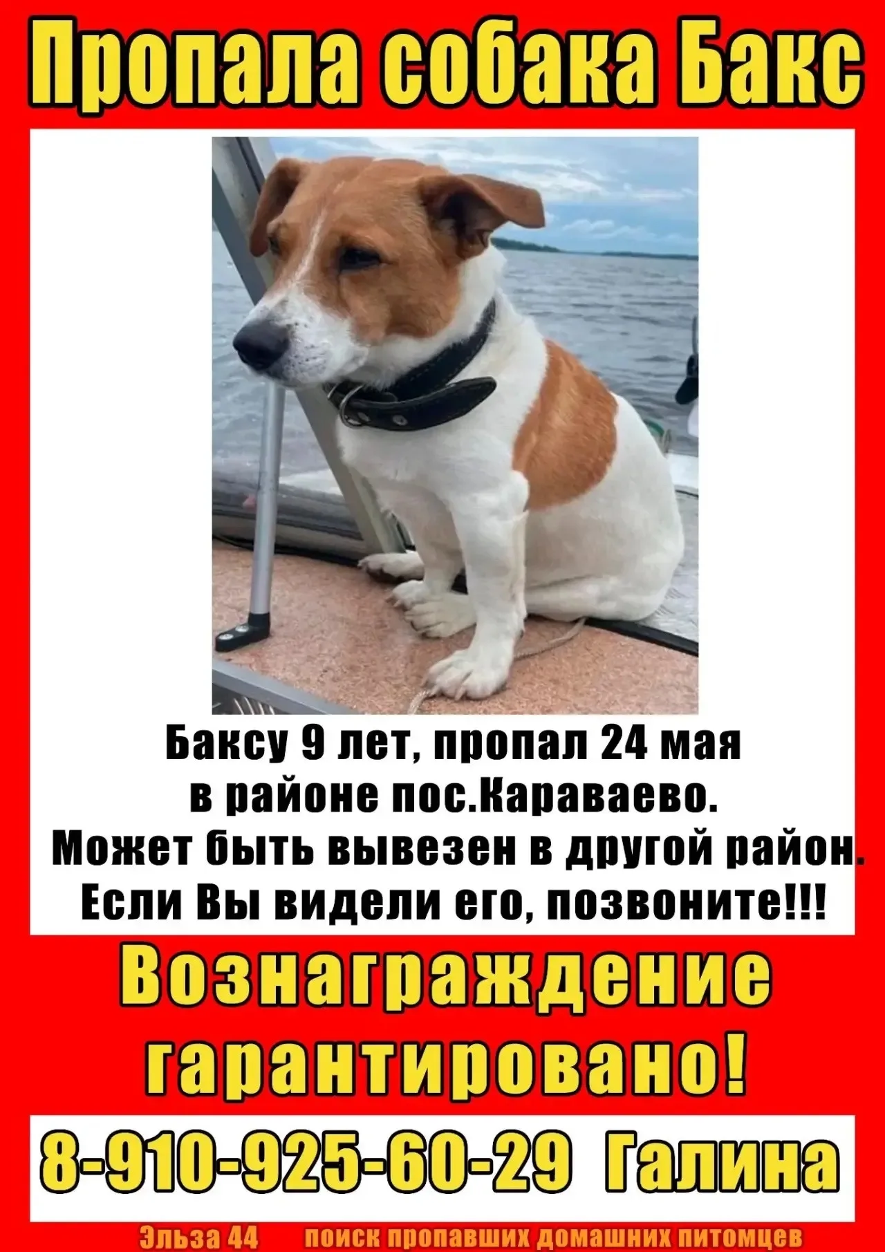 Найдена собака в Костроме — фото питомца