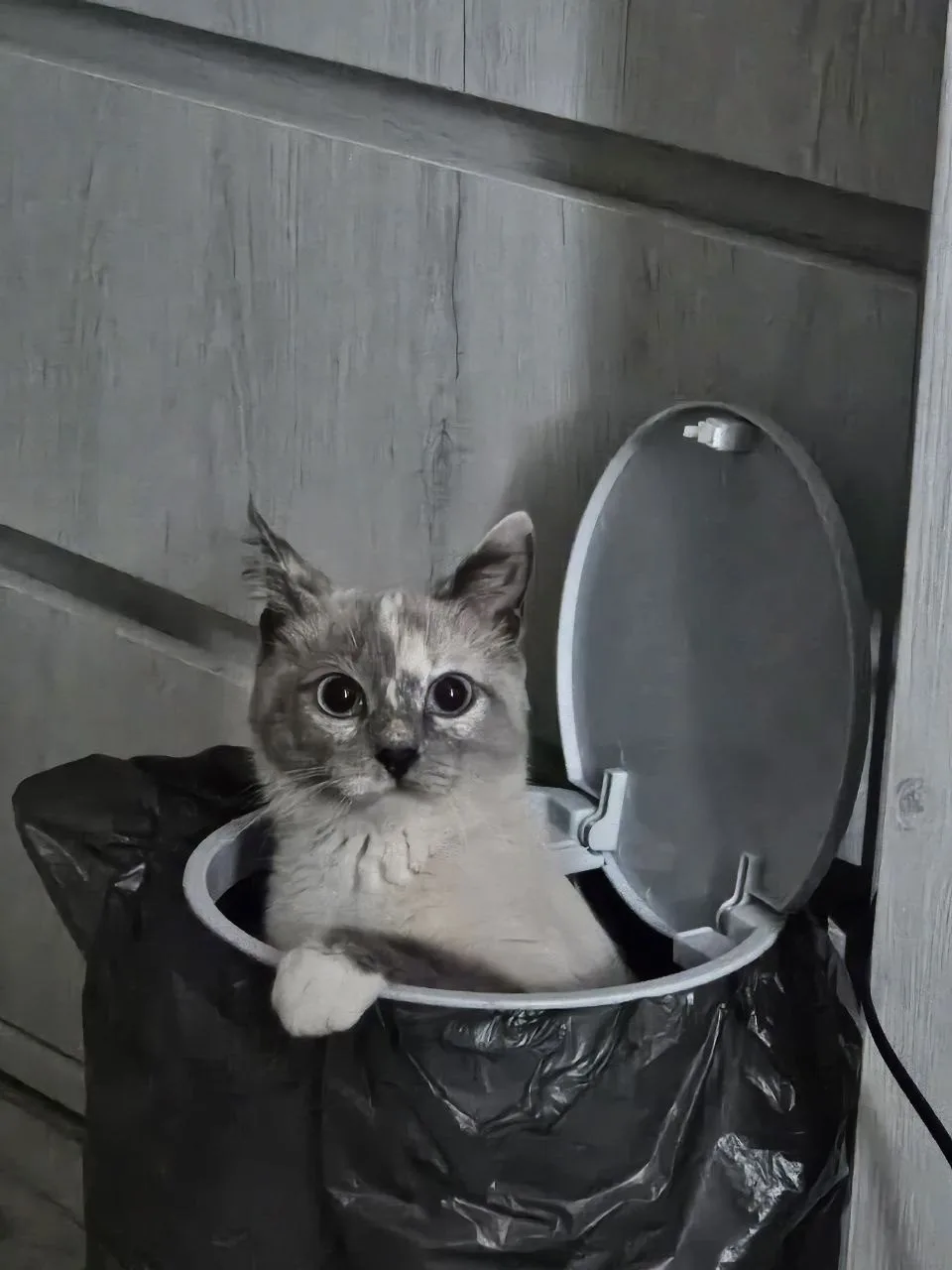 Пропала кошка в Омске — фото питомца
