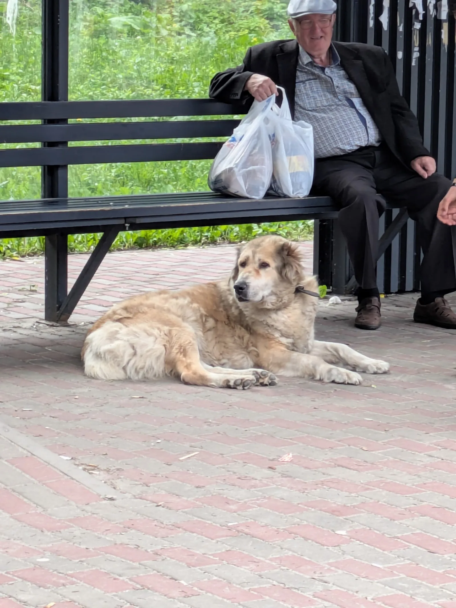 Найдена собака в Курске — фото питомца