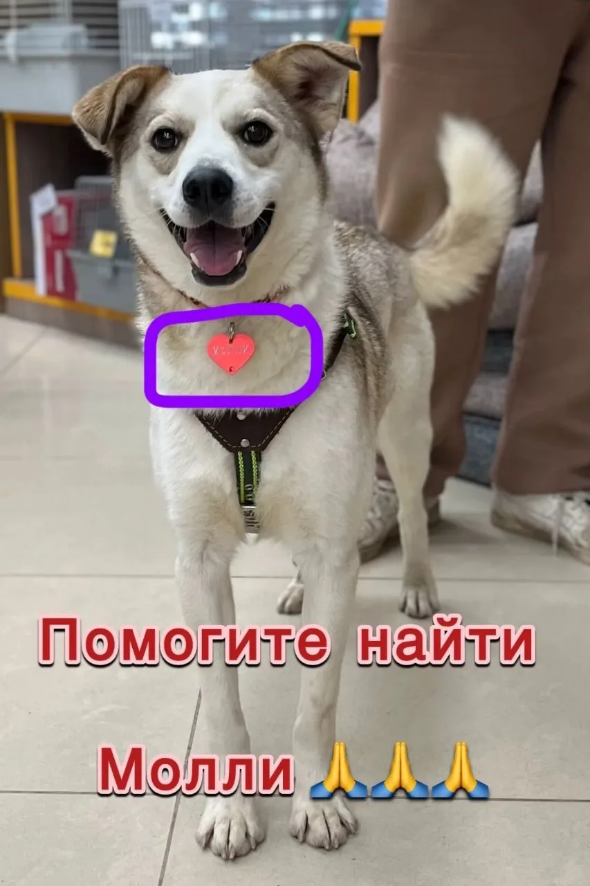 Пропала собака в Солнечногорске — фото питомца