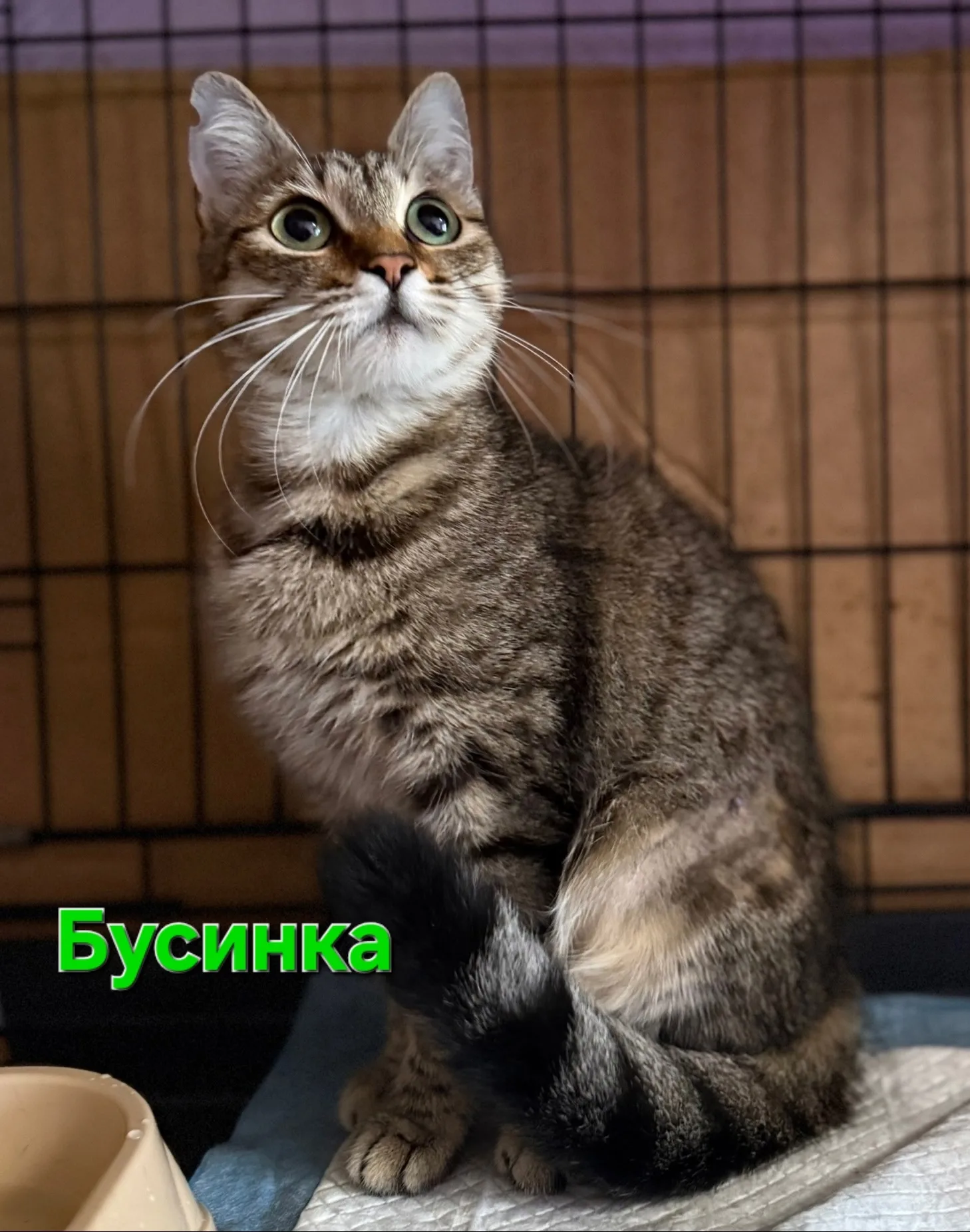 Найдена кошка в Симферополе — фото питомца