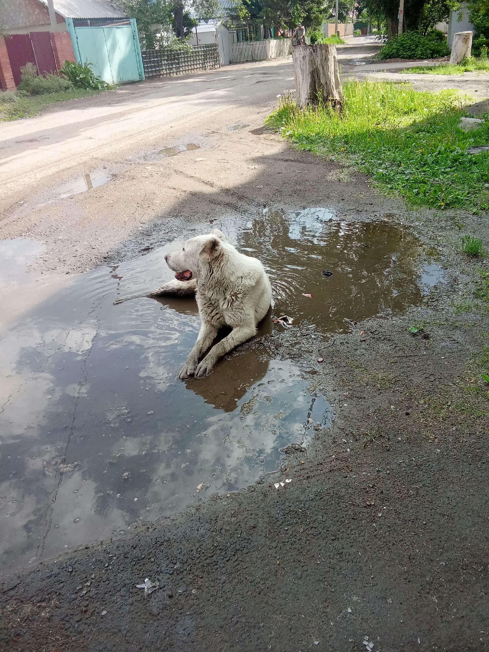 Найдена собака в Омске — фото питомца