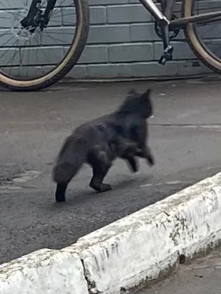 Найдена кошка в Кирове — фото питомца