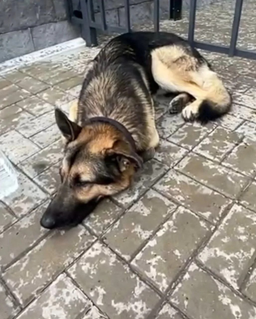 Найдена собака в Подольске — фото питомца