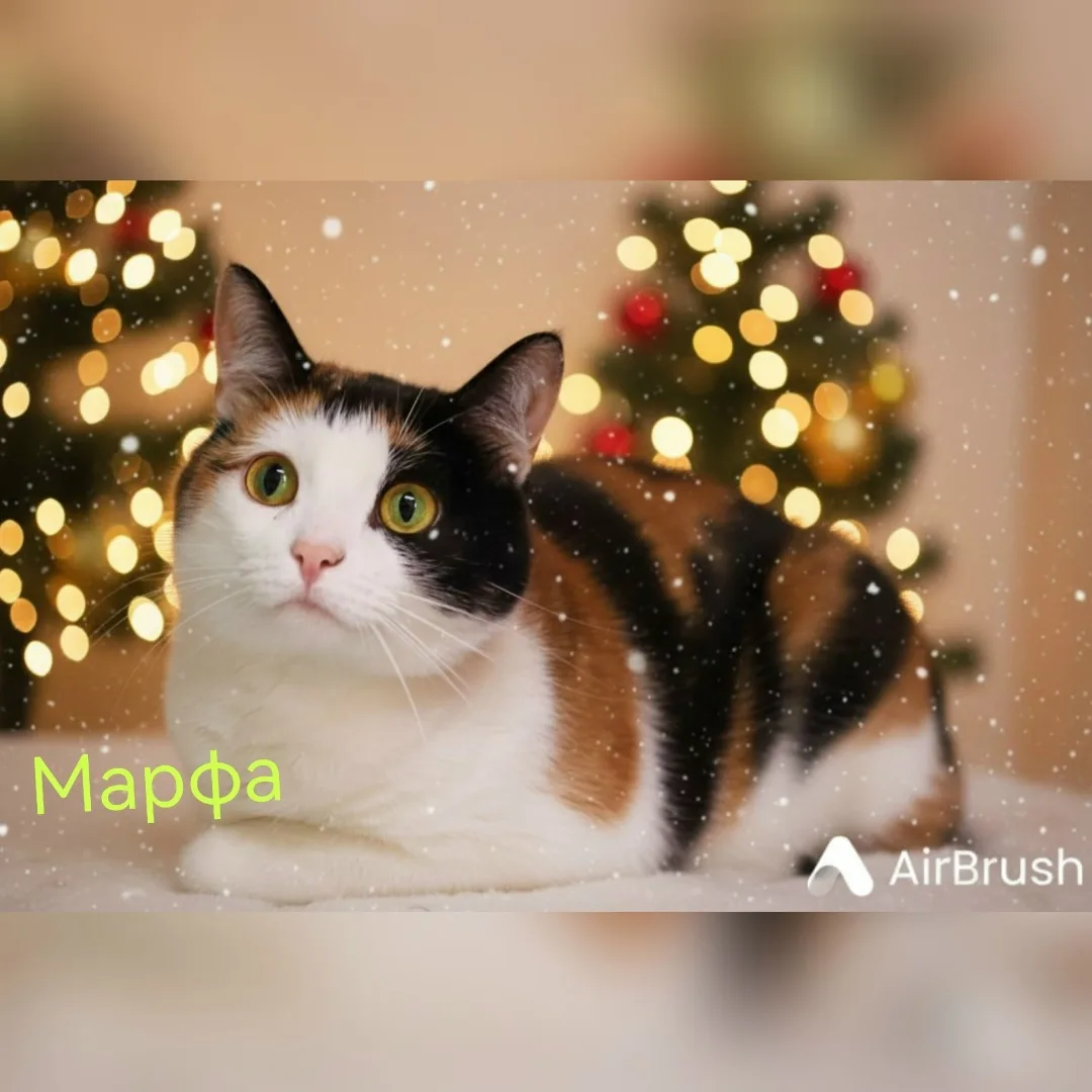 Пропала кошка в Зеленограде — фото питомца