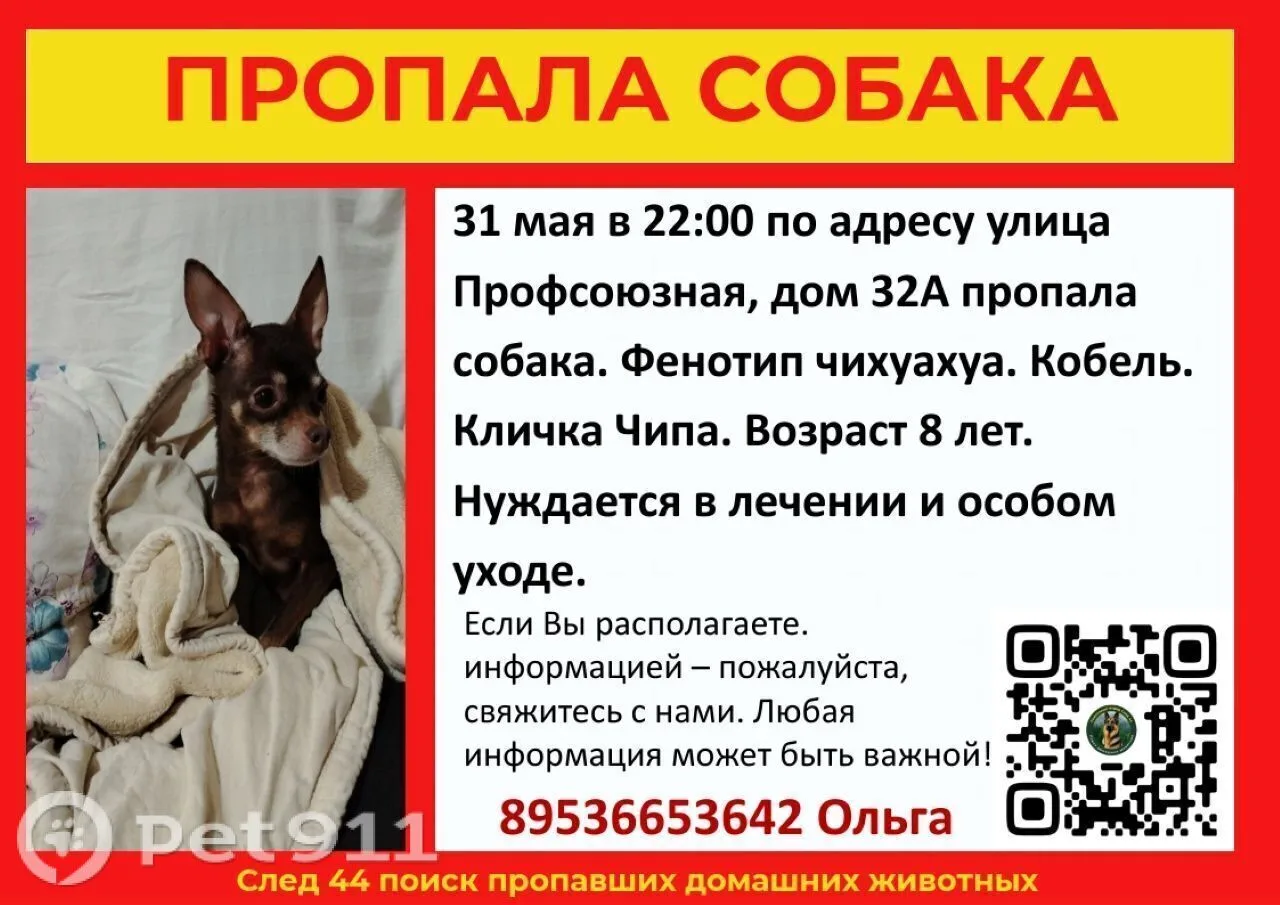 Найдена собака в Костроме — фото питомца