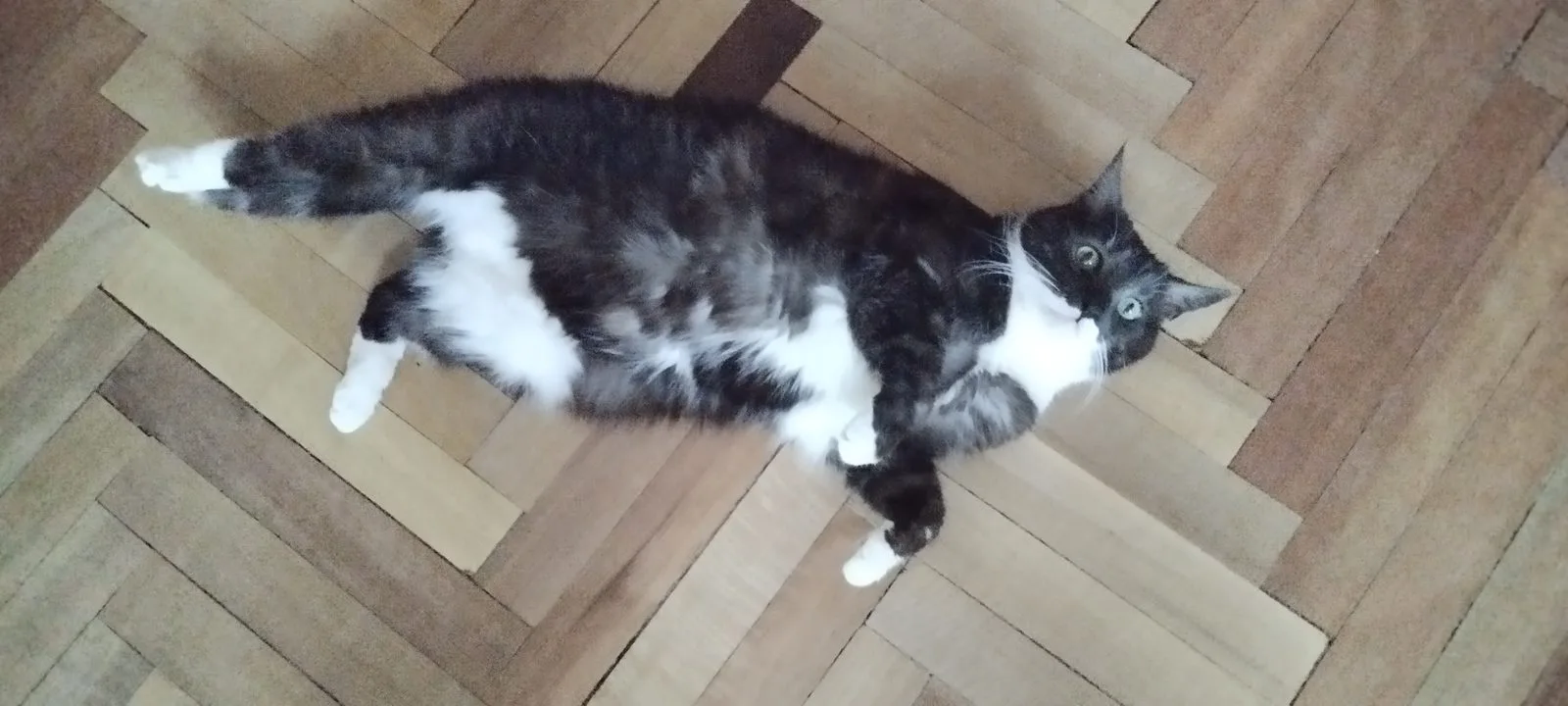 Пропала кошка в Санкт-Петербурге — фото питомца