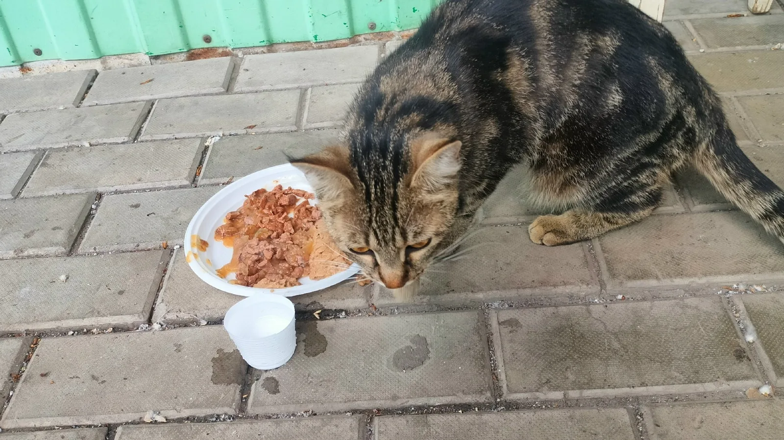 Найдена кошка в Саранске — фото питомца